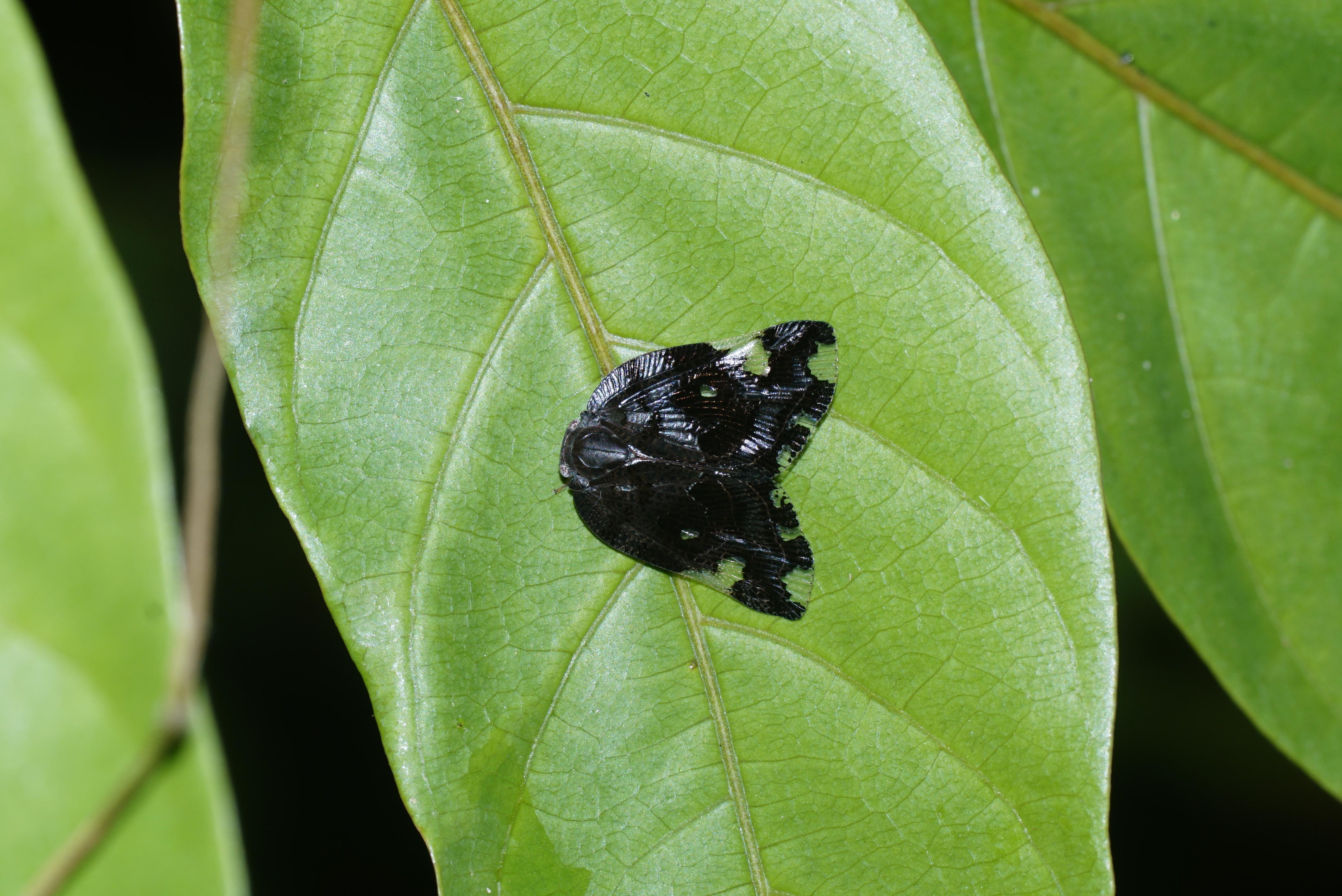 Ricania 6023