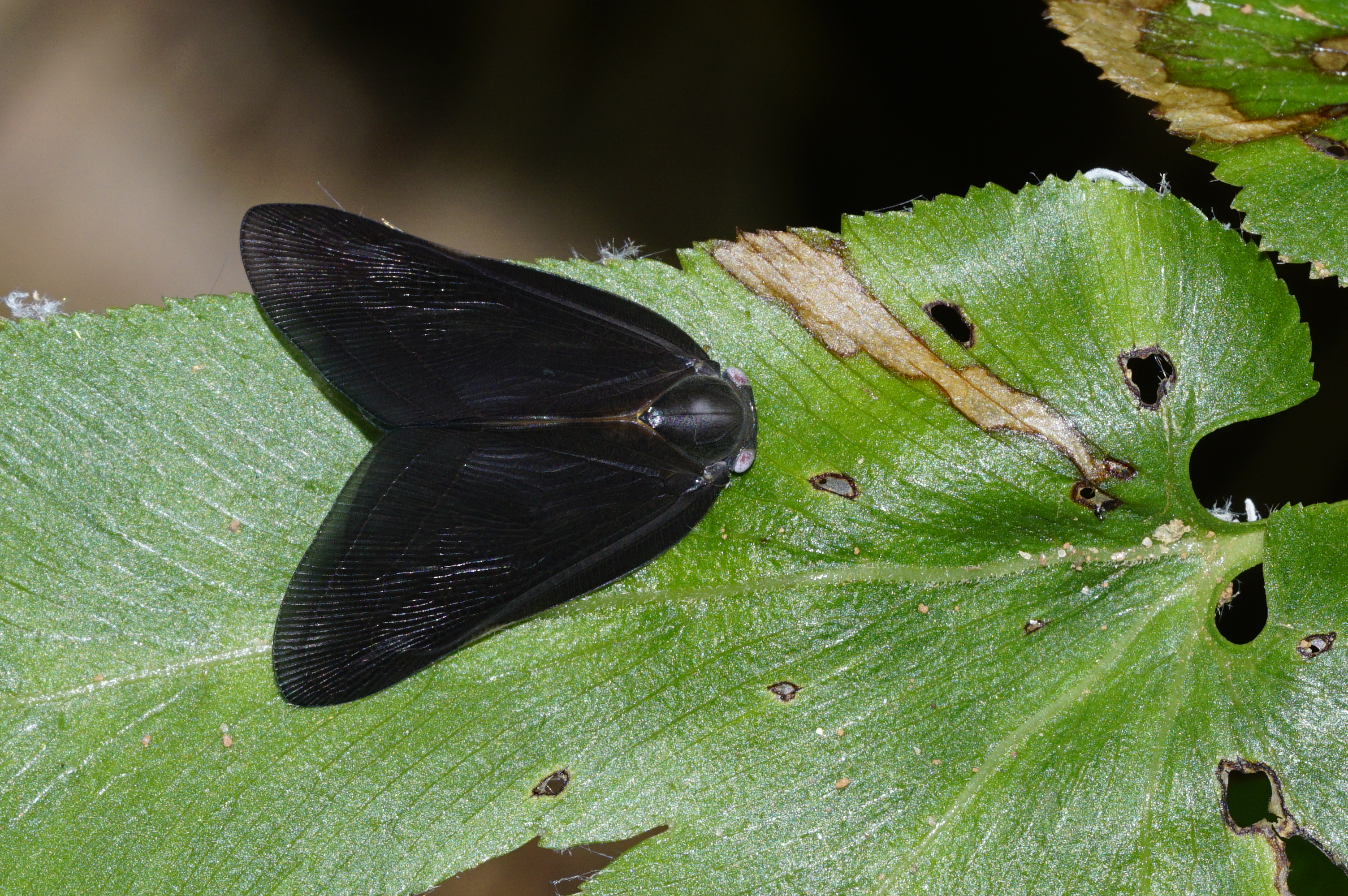 Ricaniidae 5505
