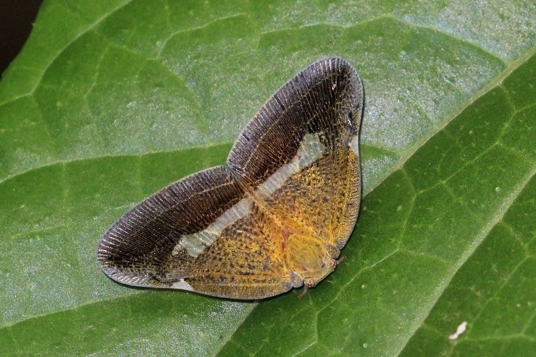 Ricaniidae planthopper (Pochazia fasciata)