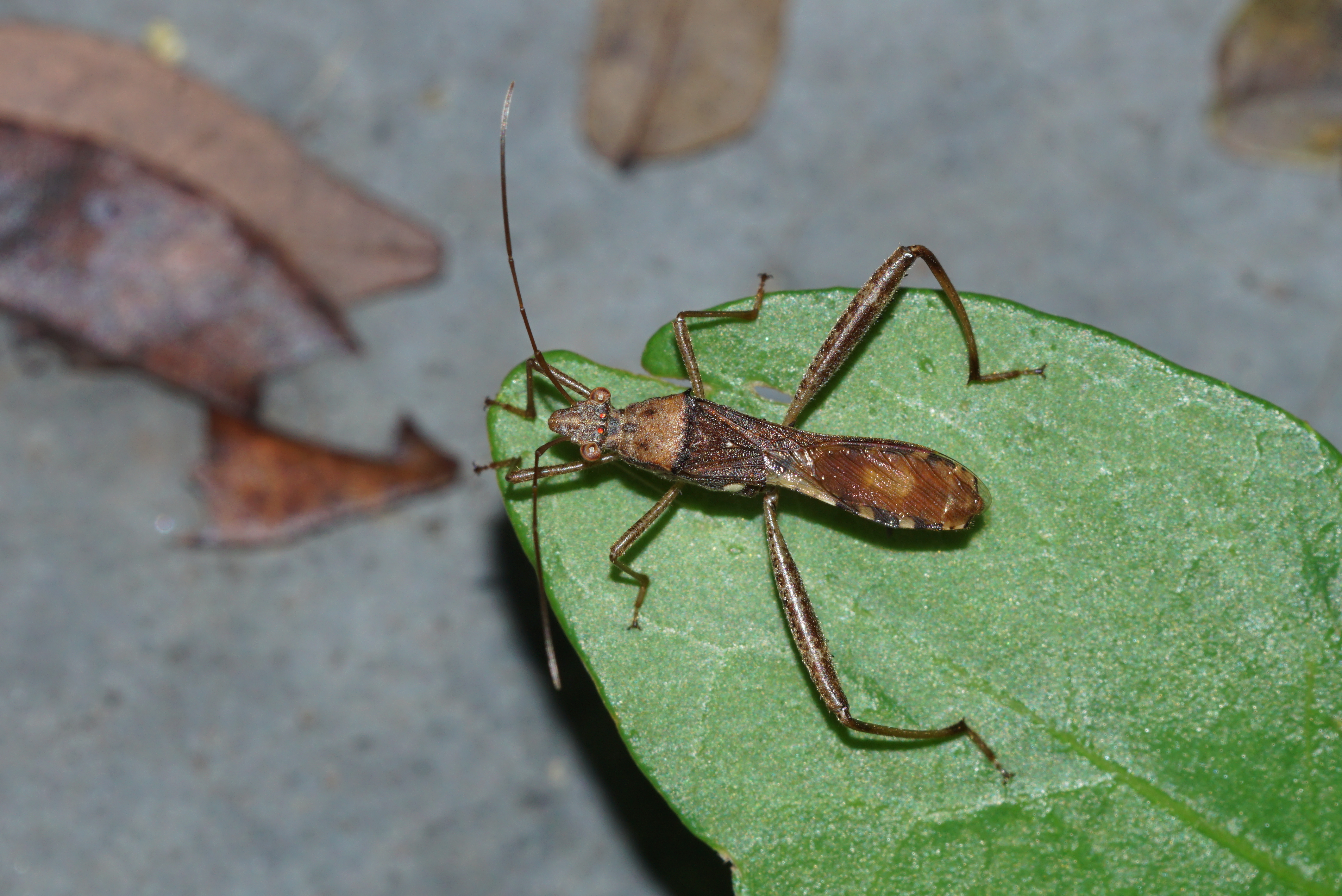 Riptortus linearis 01756