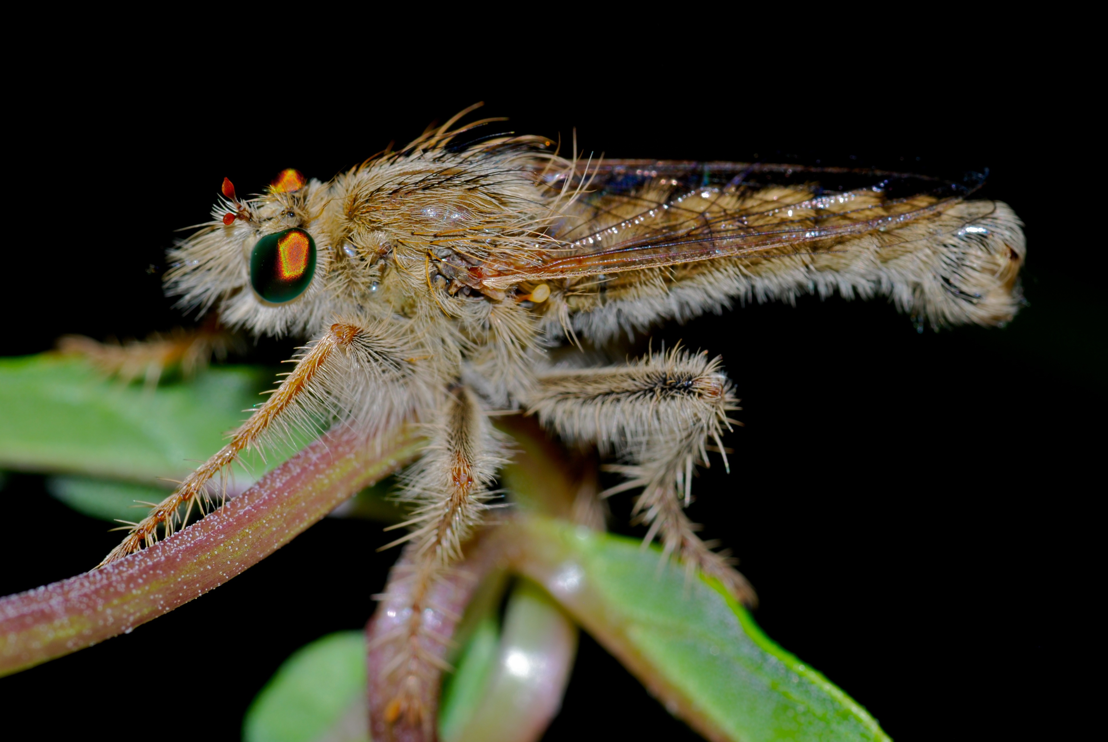 Robber Fly (Daspletis placodes) (6896295086)