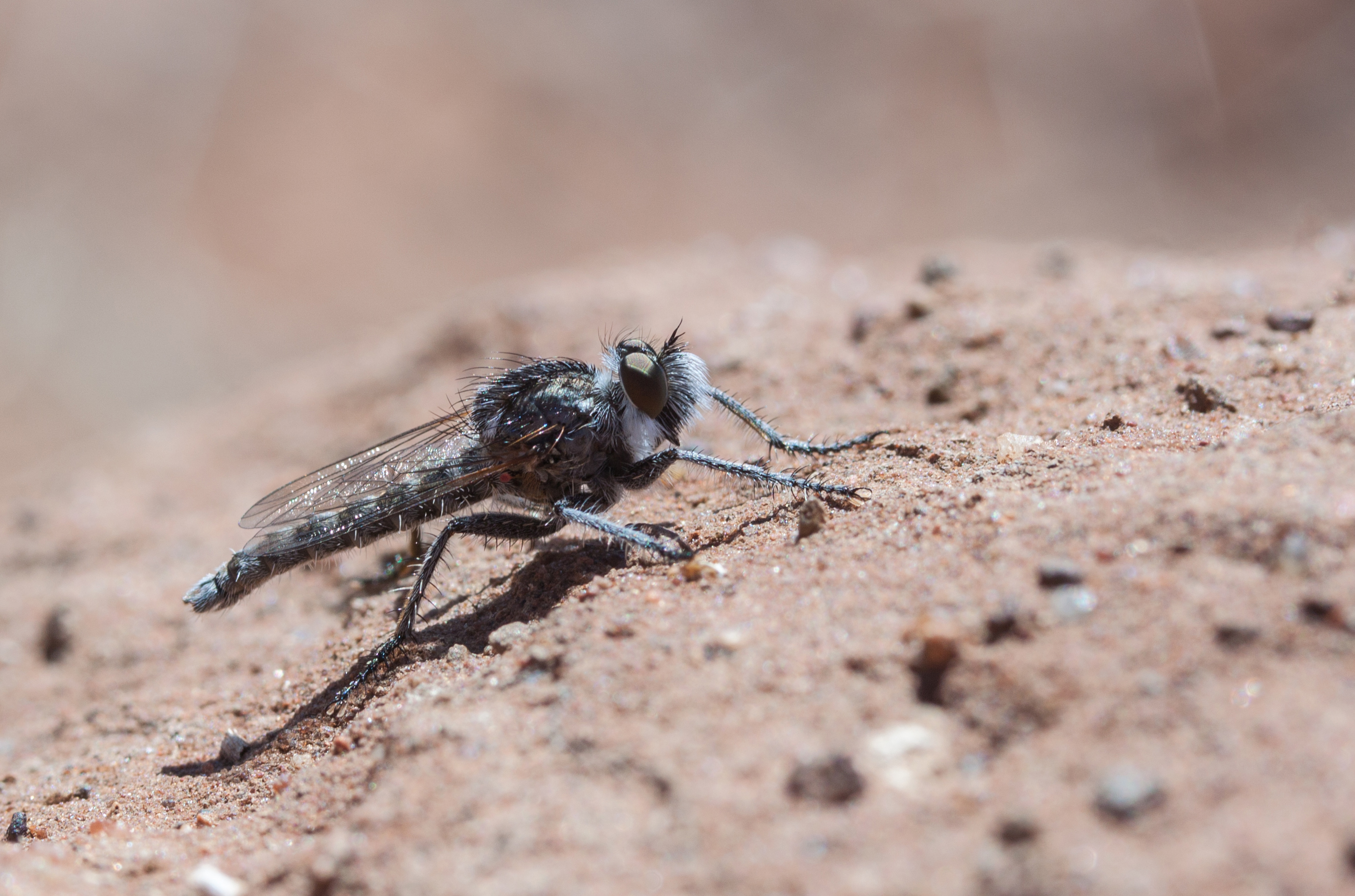 Robber fly, South Africa, 2012