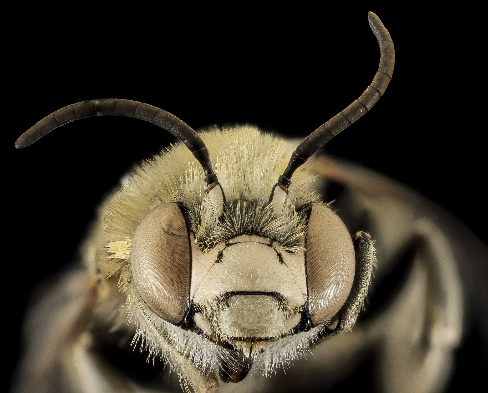 Rocky Mountain Bzzzz (11464252434)