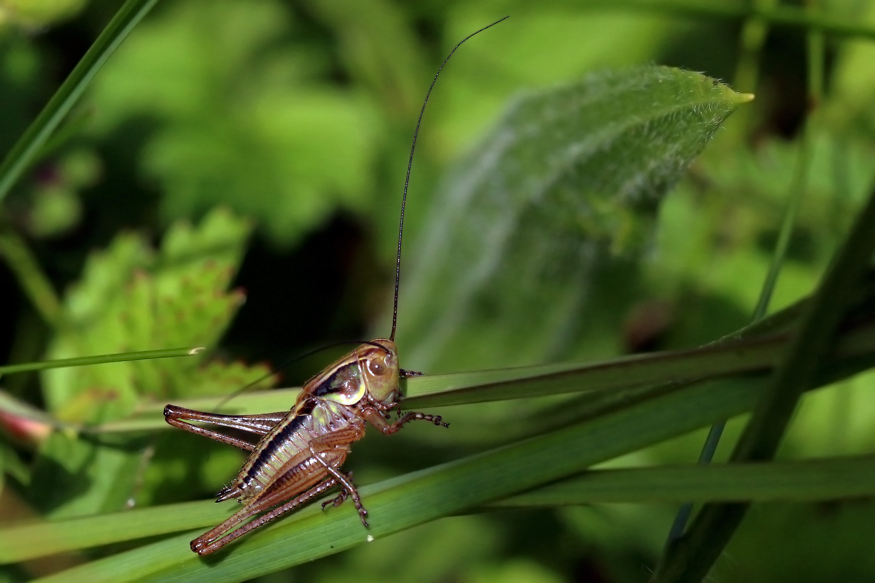 Roesel's bush-cricket (Metrioptera roeselii) nymph