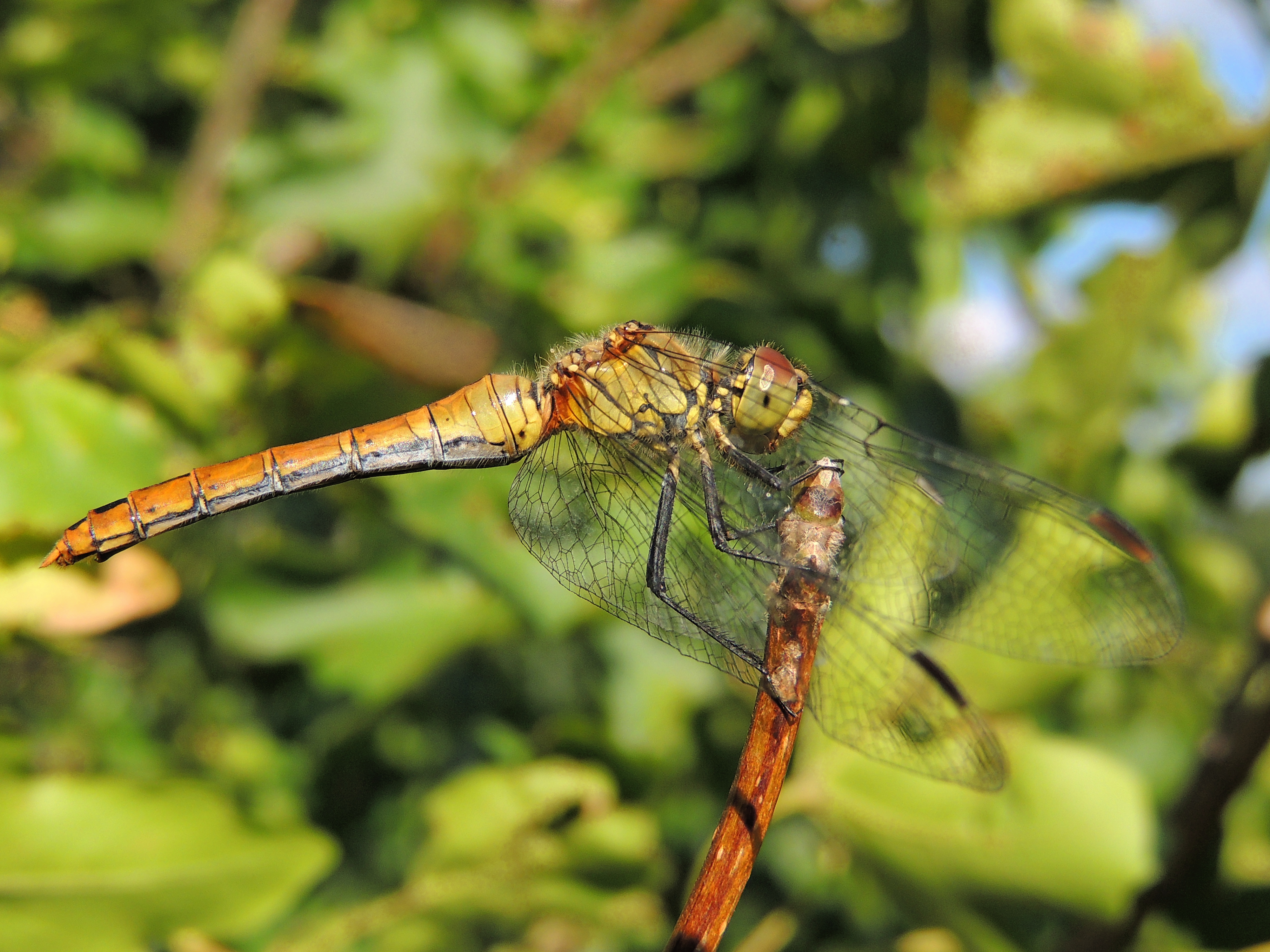 Romania Anisoptera (35956381710)