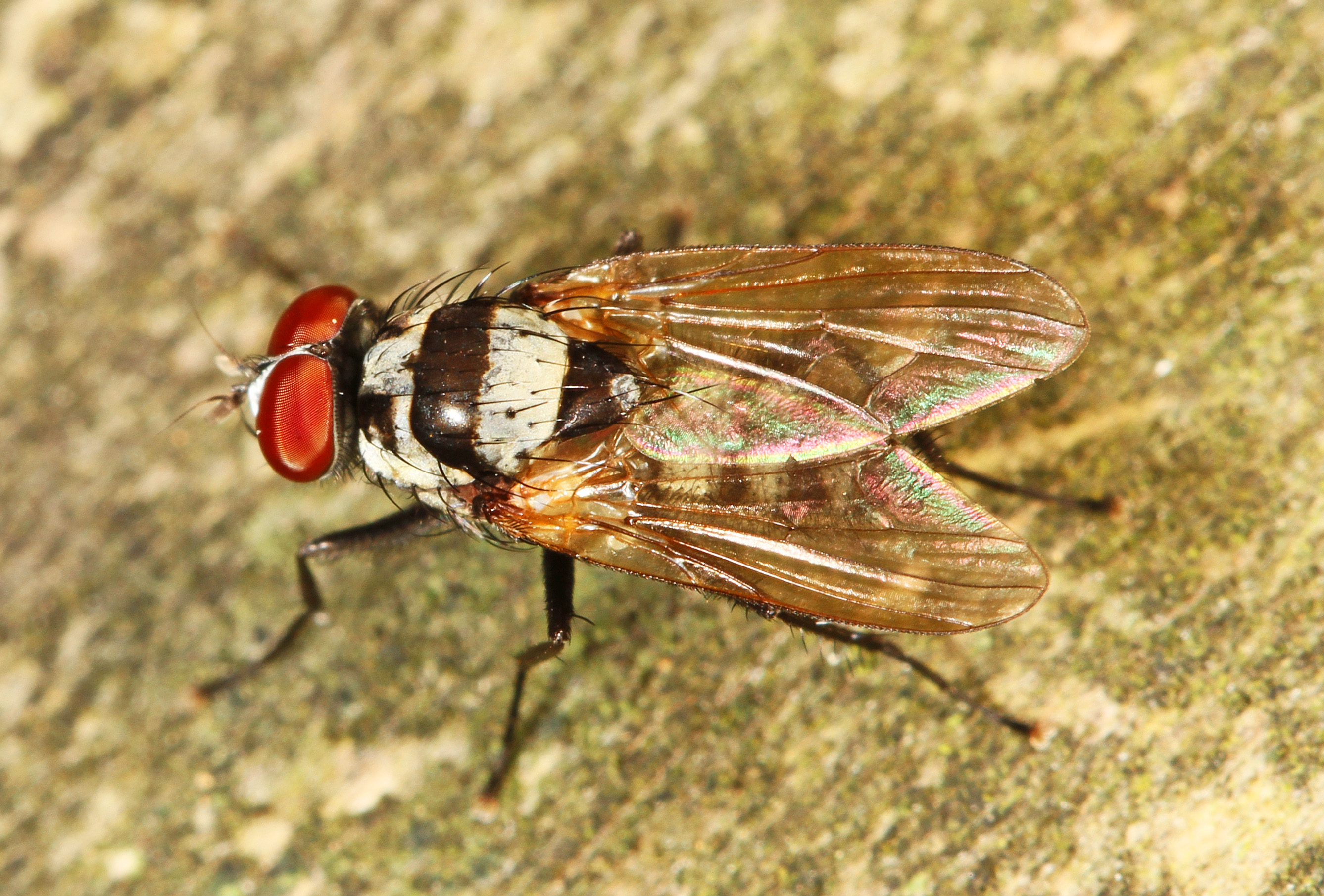 Root-maggot Fly - Anthomyia species, Leesylvania State Park, Woodbridge, Virginia
