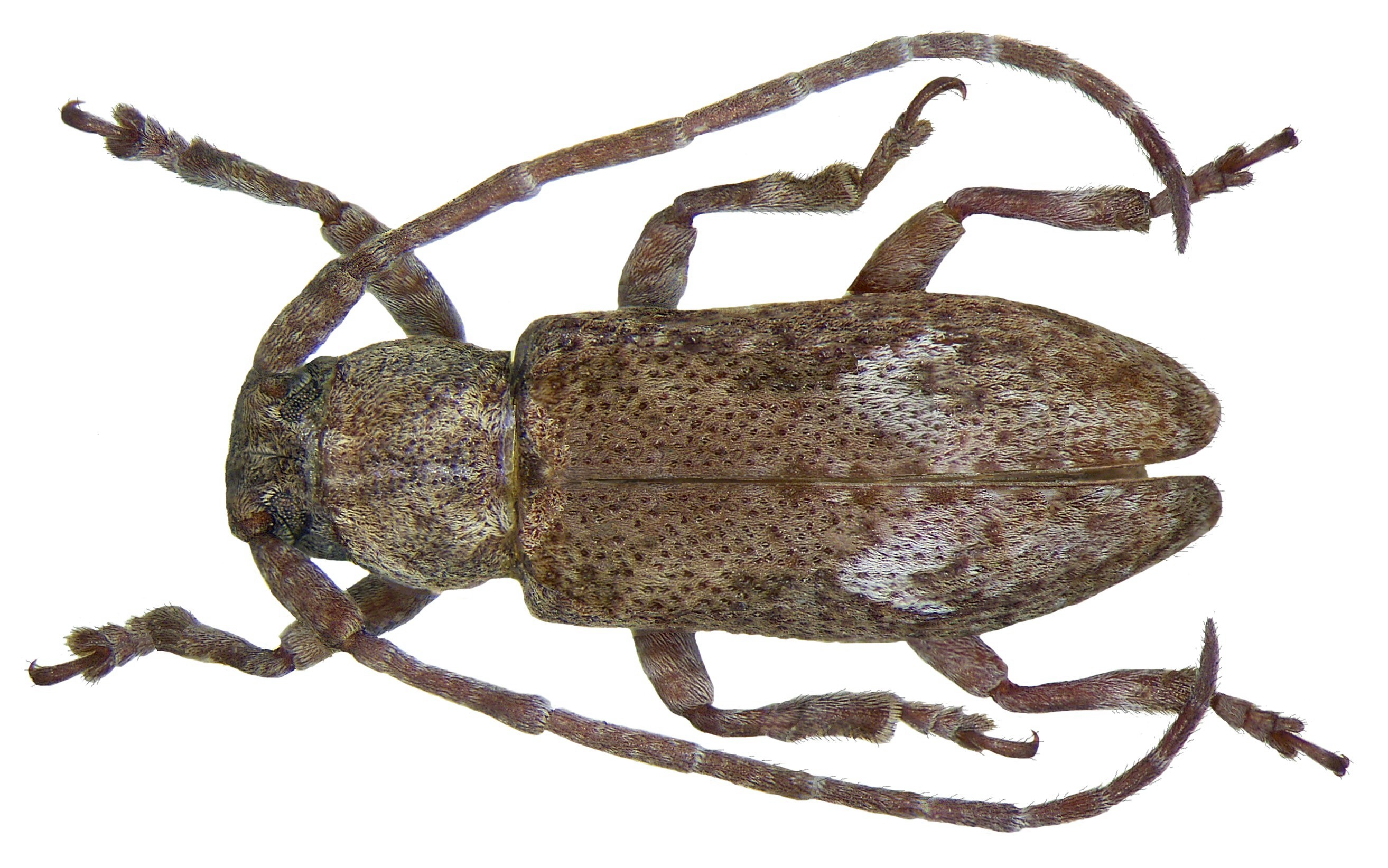 Ropica honesta Pascoe, 1865 (3260961670)