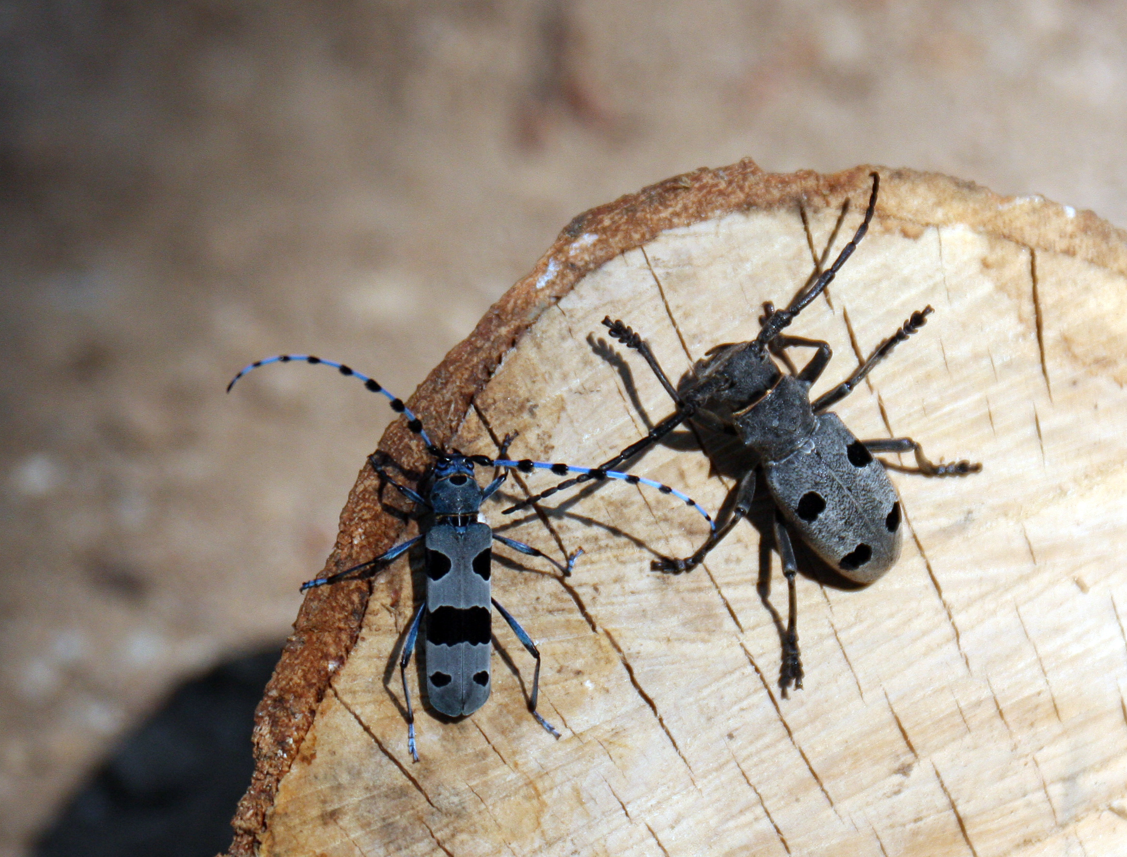 Rosalia alpina-Morimus funereus