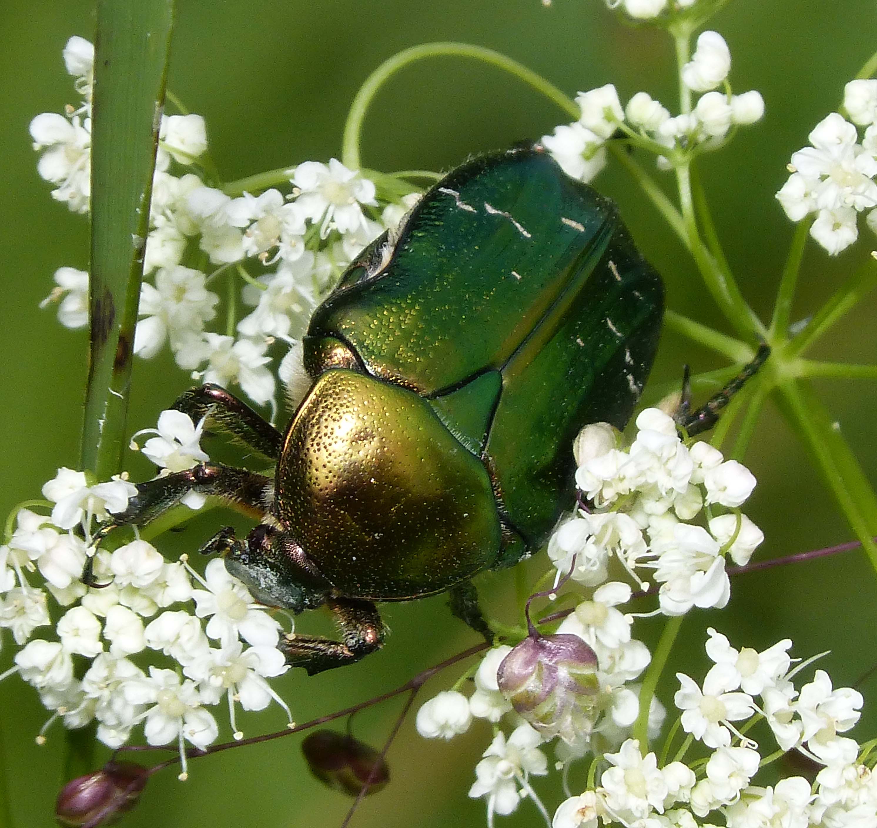 Rose Chafer. Cetonia aurata. (16277366041)