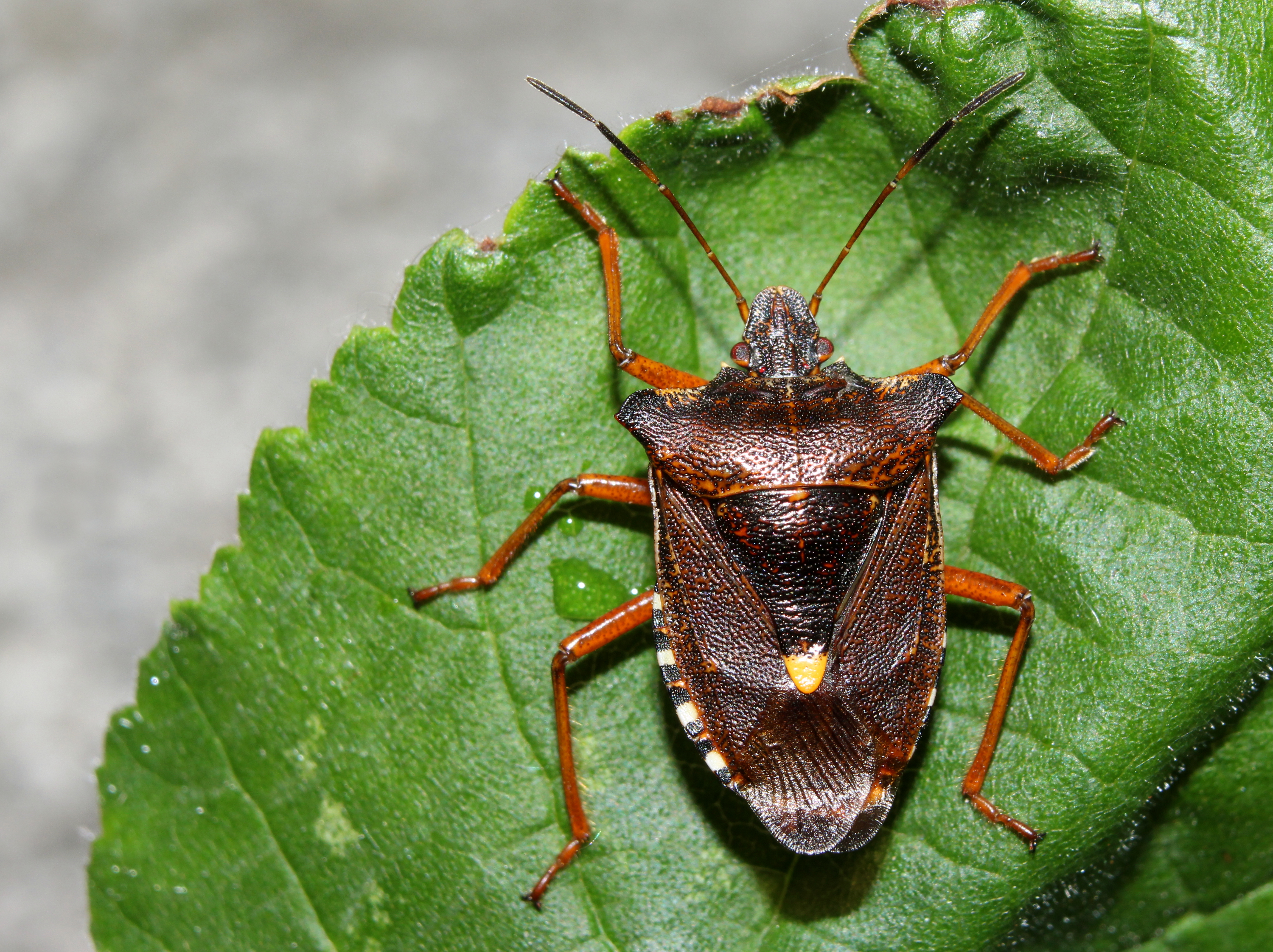 Rotbeinige-Baumwanze Pentatoma rufipes