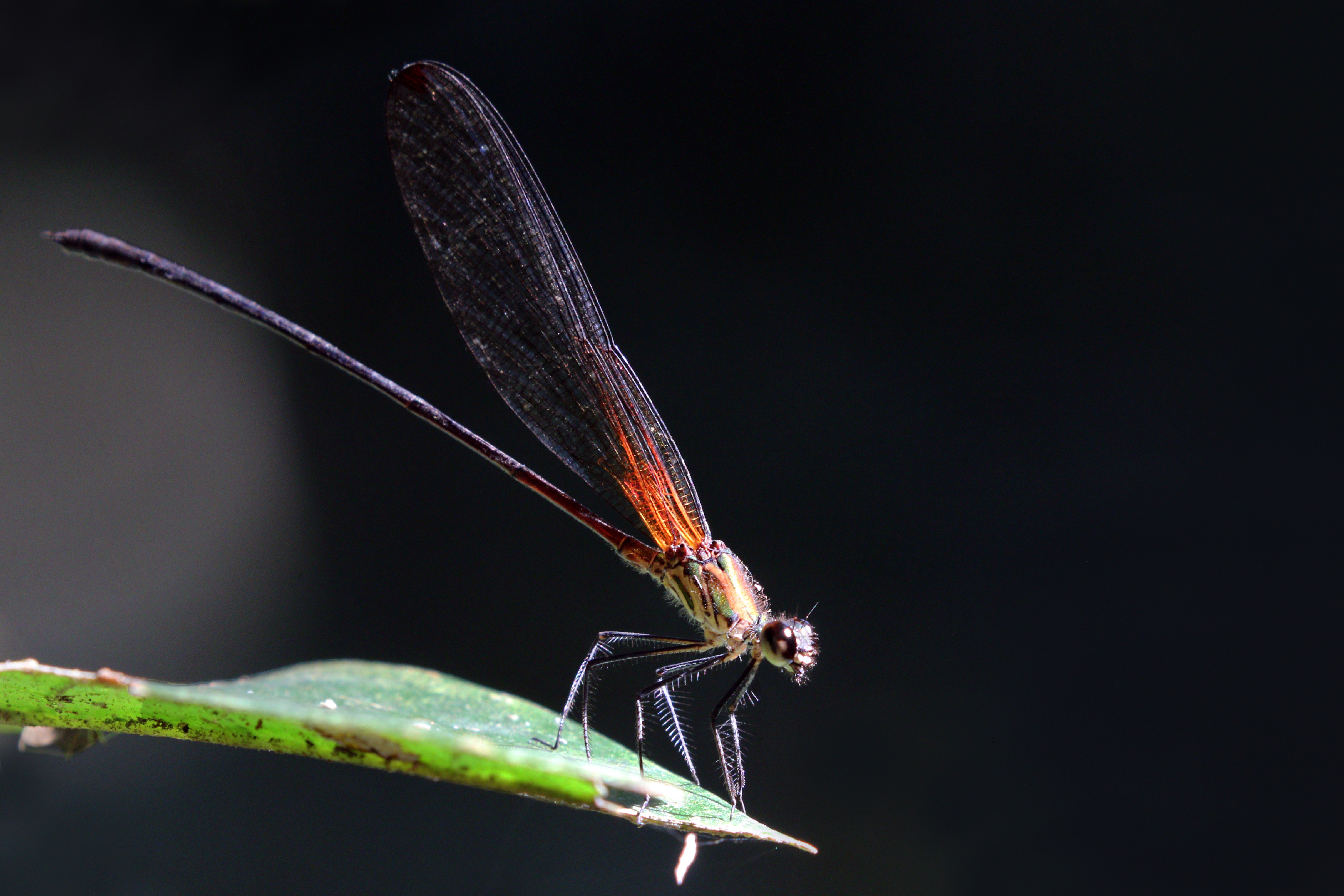 Rubyspot damselfly (Hetaerina laesa) male