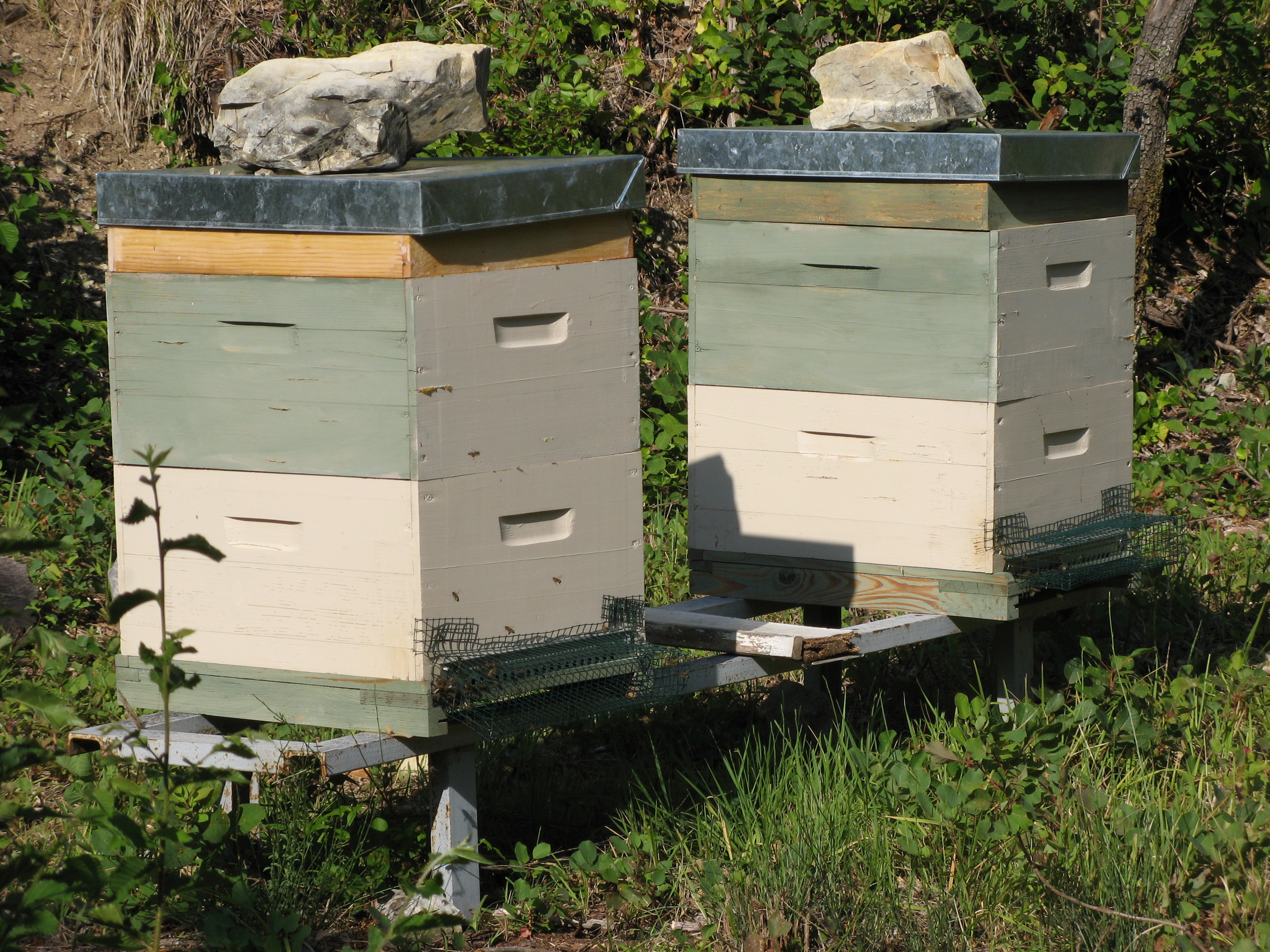 Ruches avec une grille de protection contre les frelons