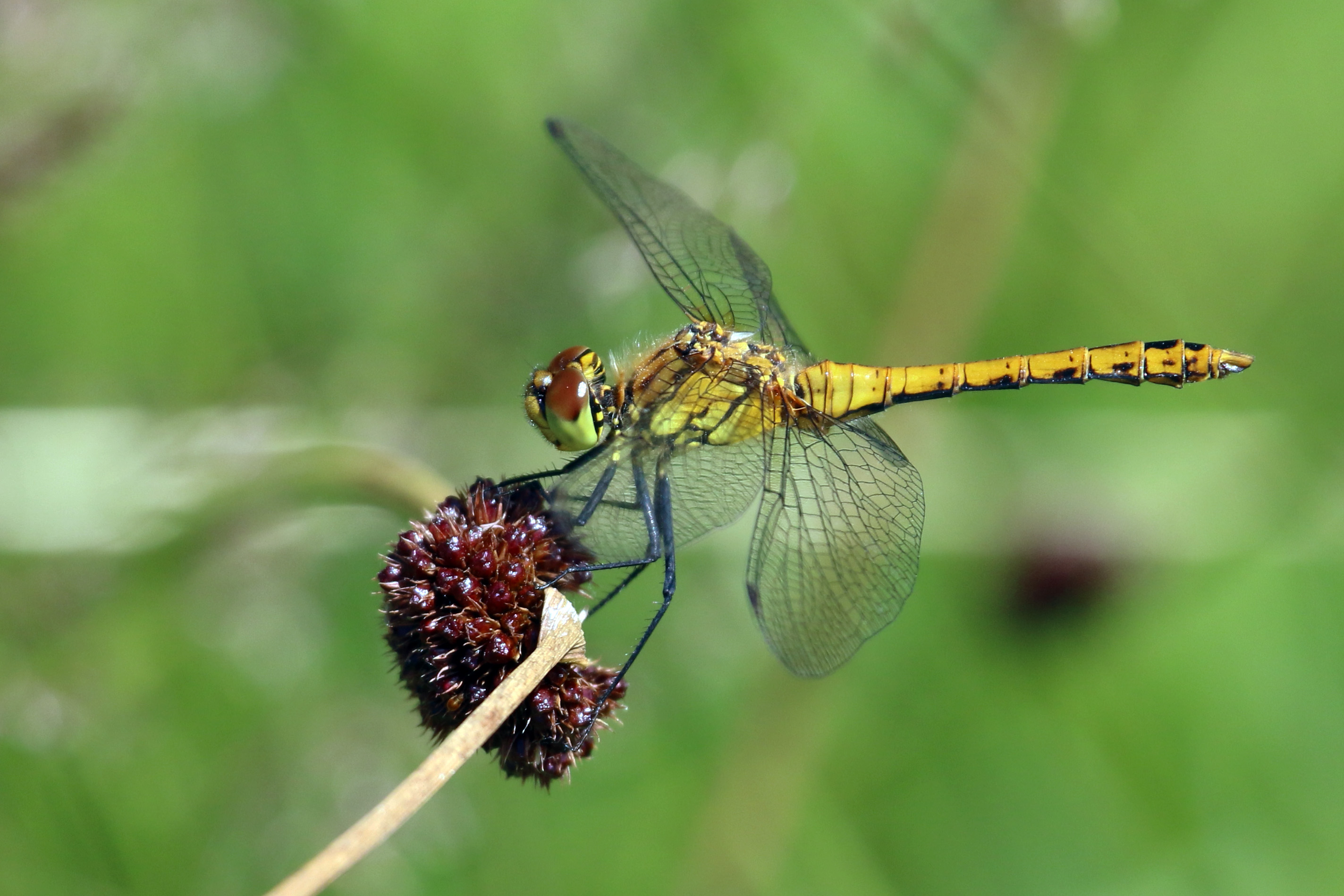 Ruddy Darter (Sympetrum sanguineum) female