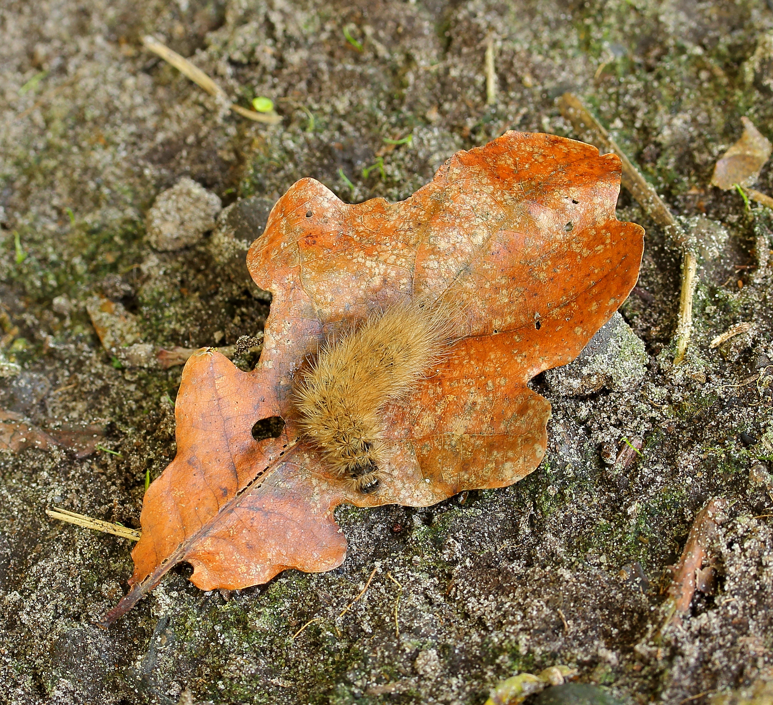 Rups op eikenblad (Gastropacha quercifolia). Locatie, De Famberhorst 02
