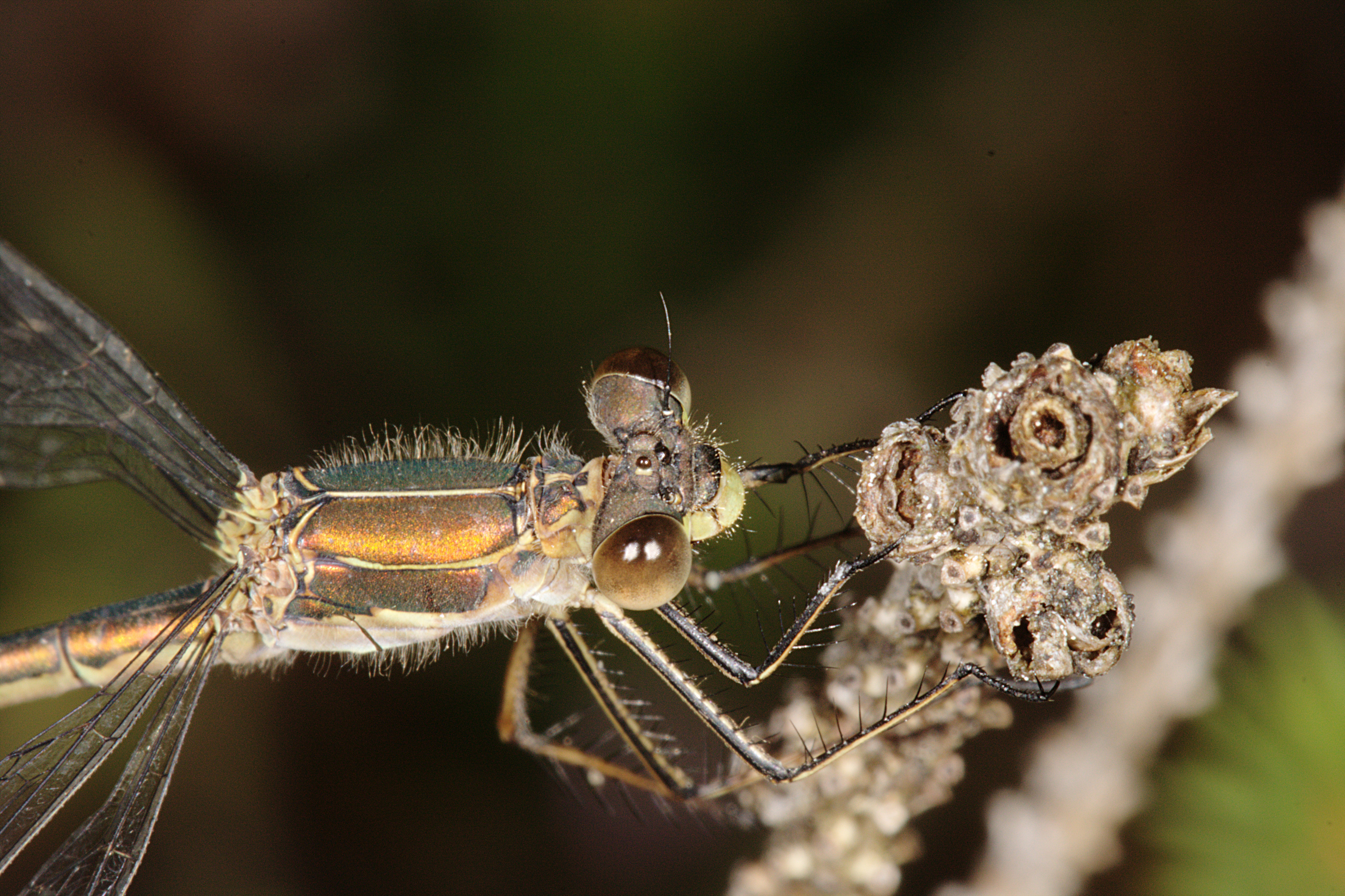 Sørlig metallvannymfe (Lestes dryas) (4913295471)