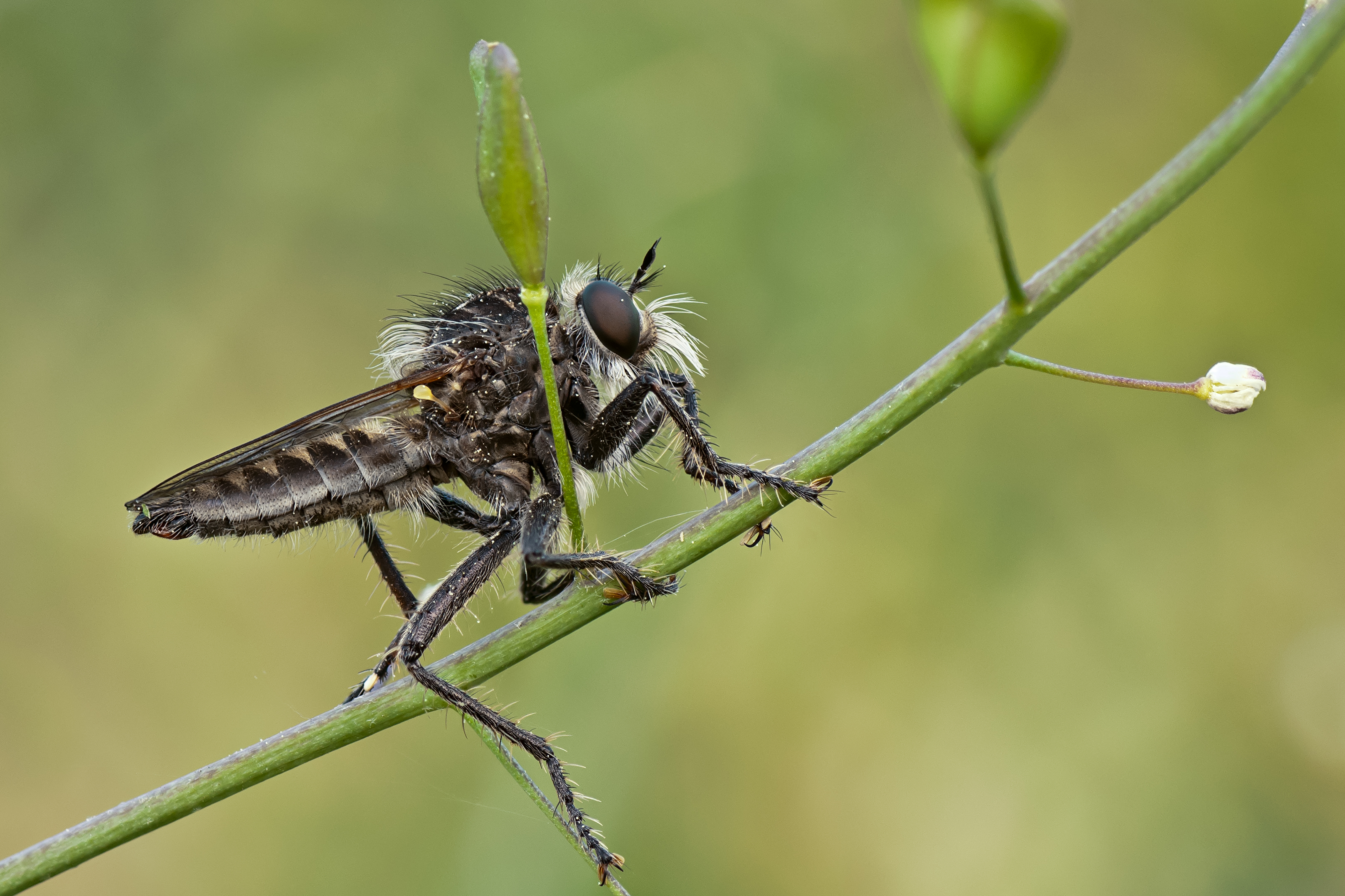 Saebel-Raubfliege Dysmachus trigonus 01 (MK)
