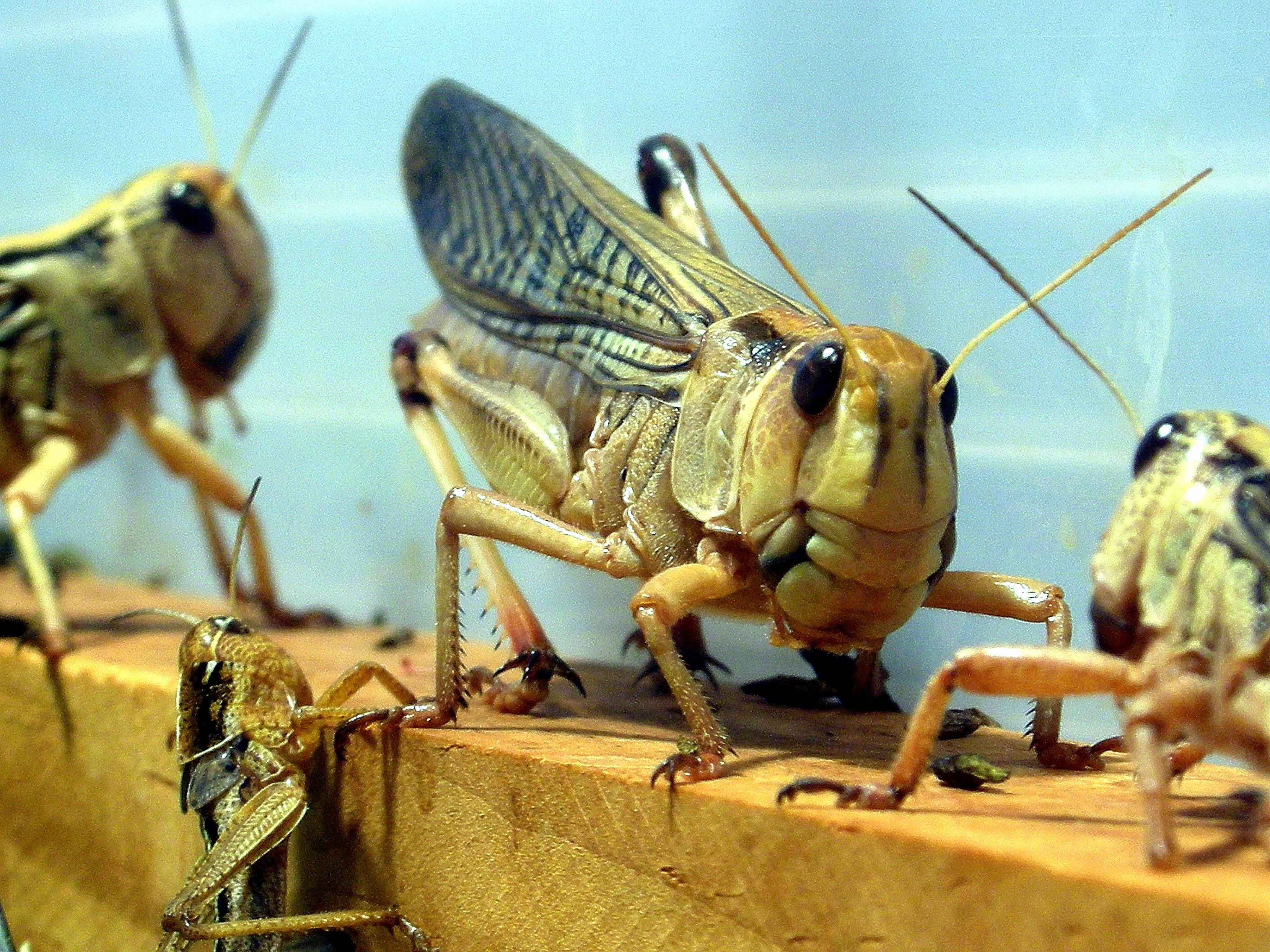 Saltamontes - II (677487732)