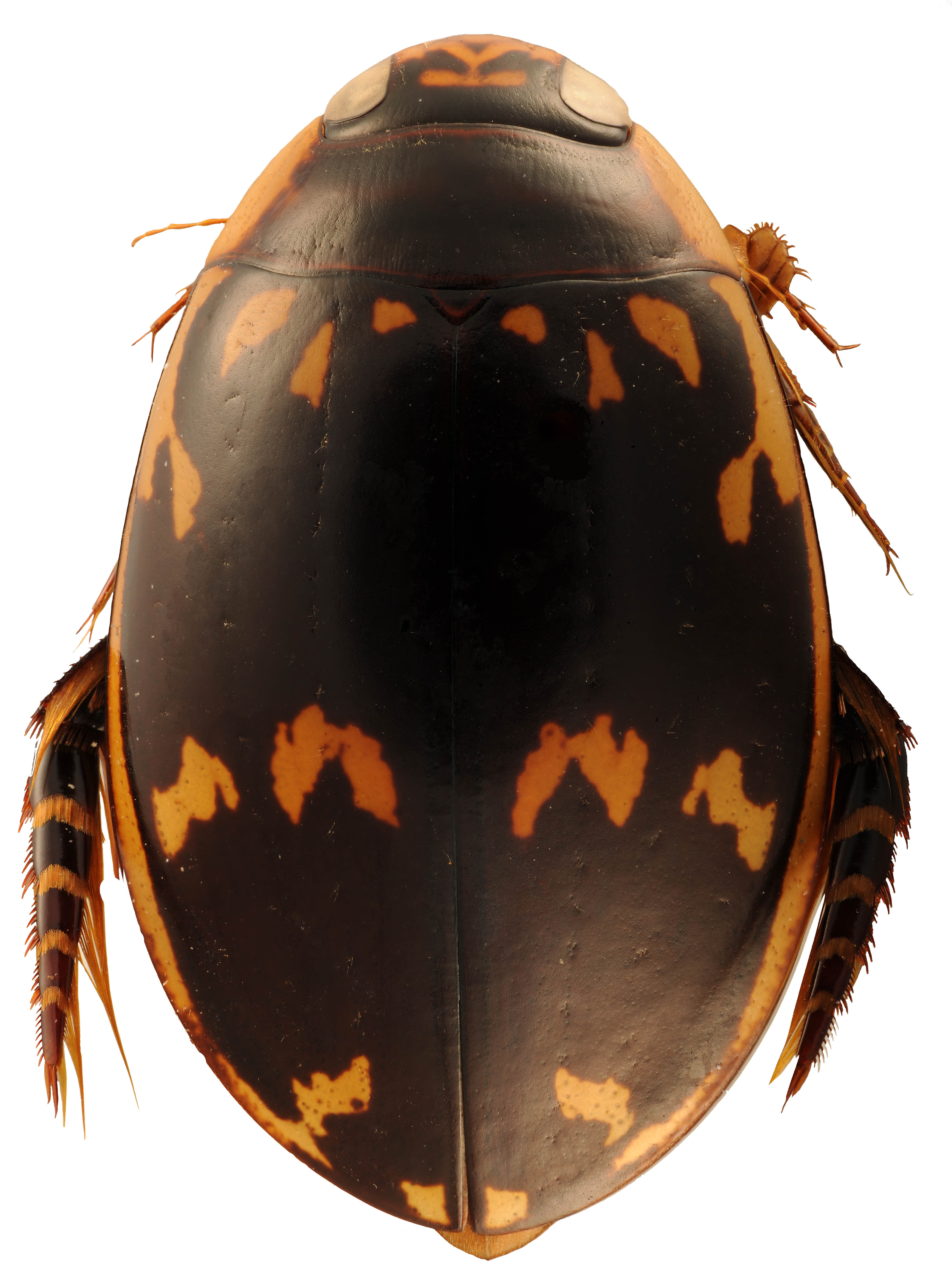 Sandracottus maculatus