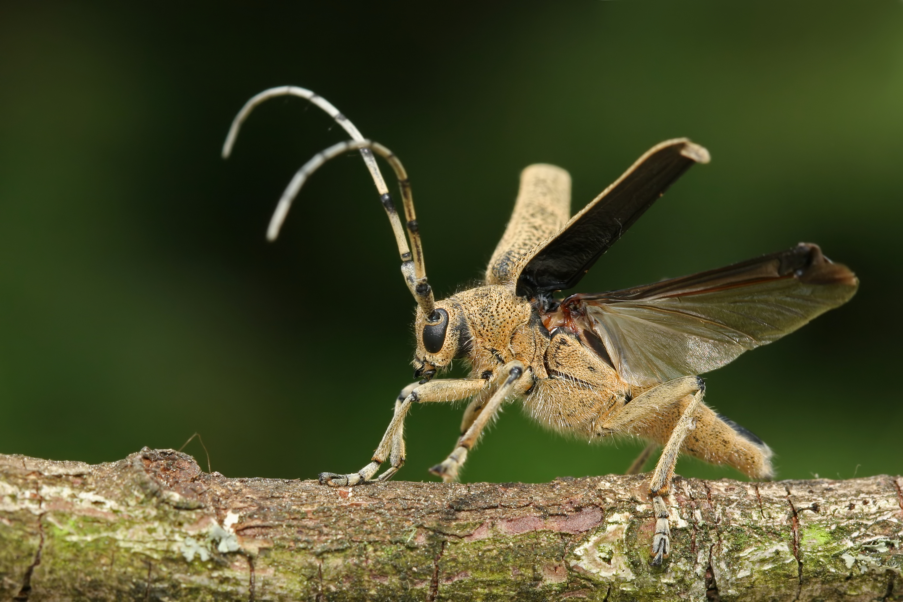 Saperda carcharias02