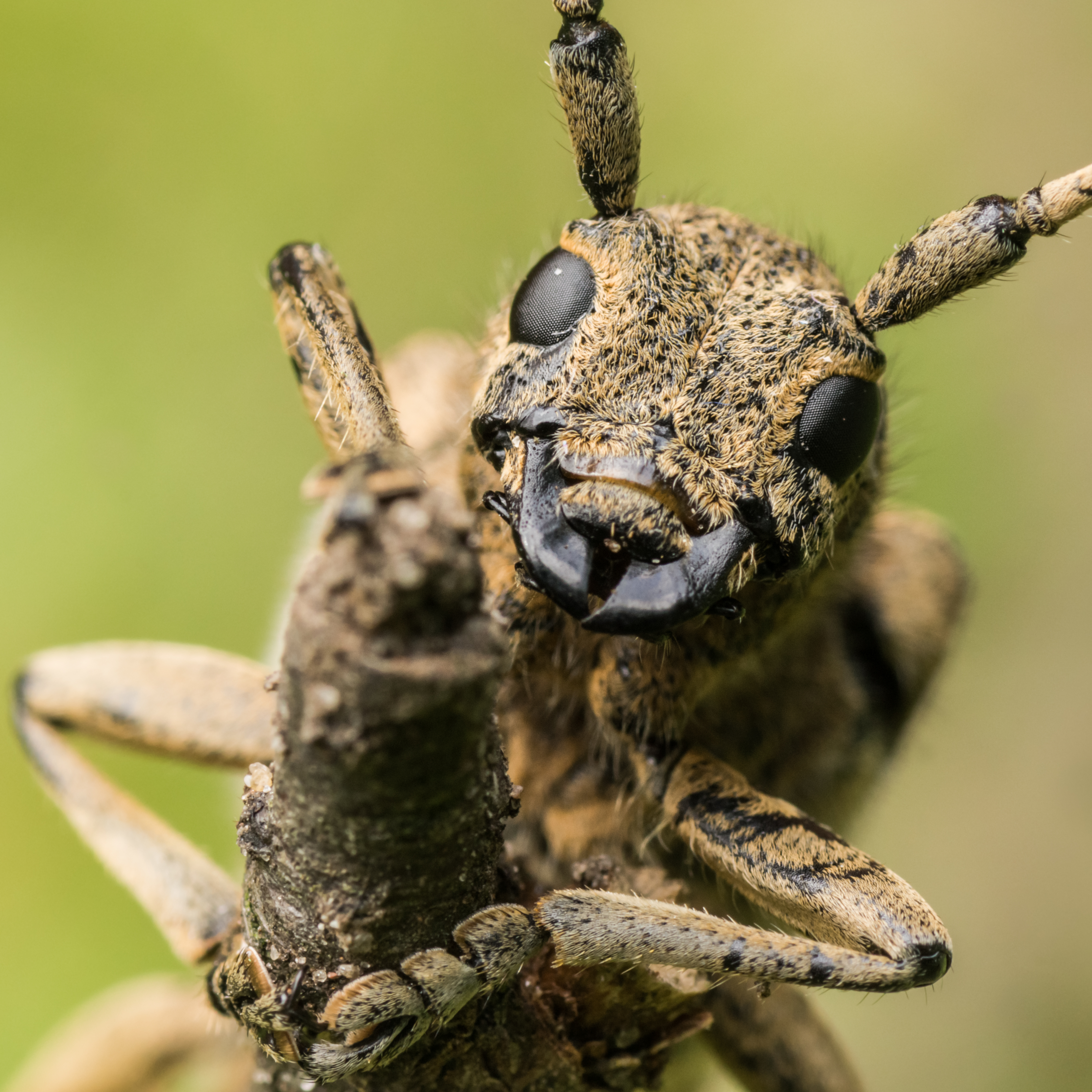 Saperda carcharias 03 (MK)