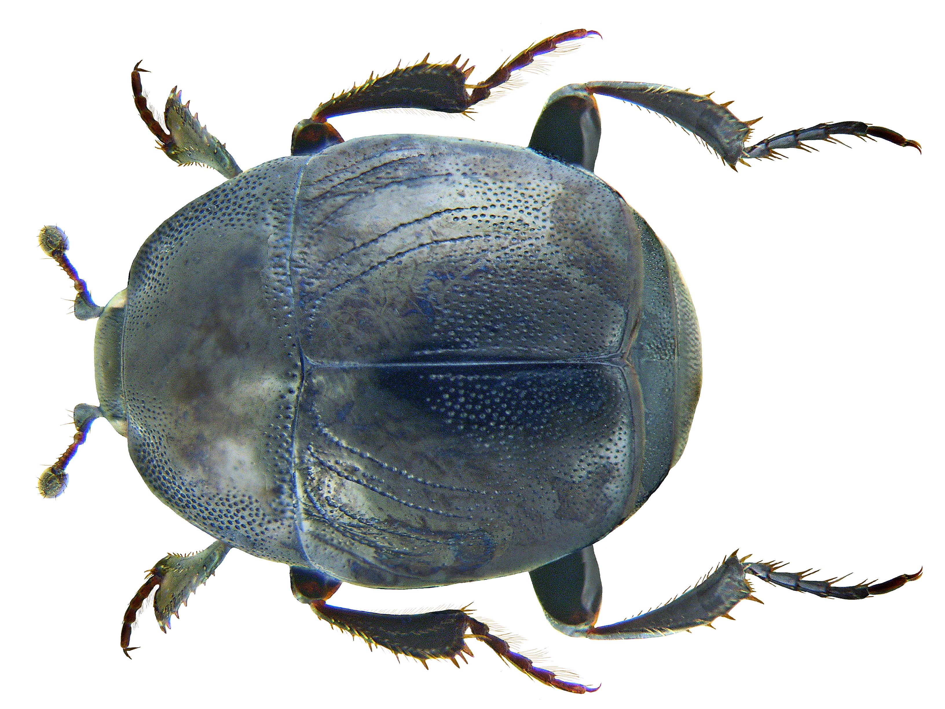 Saprinus semistriatus (Scriba, 1790) (3232043174) (2)