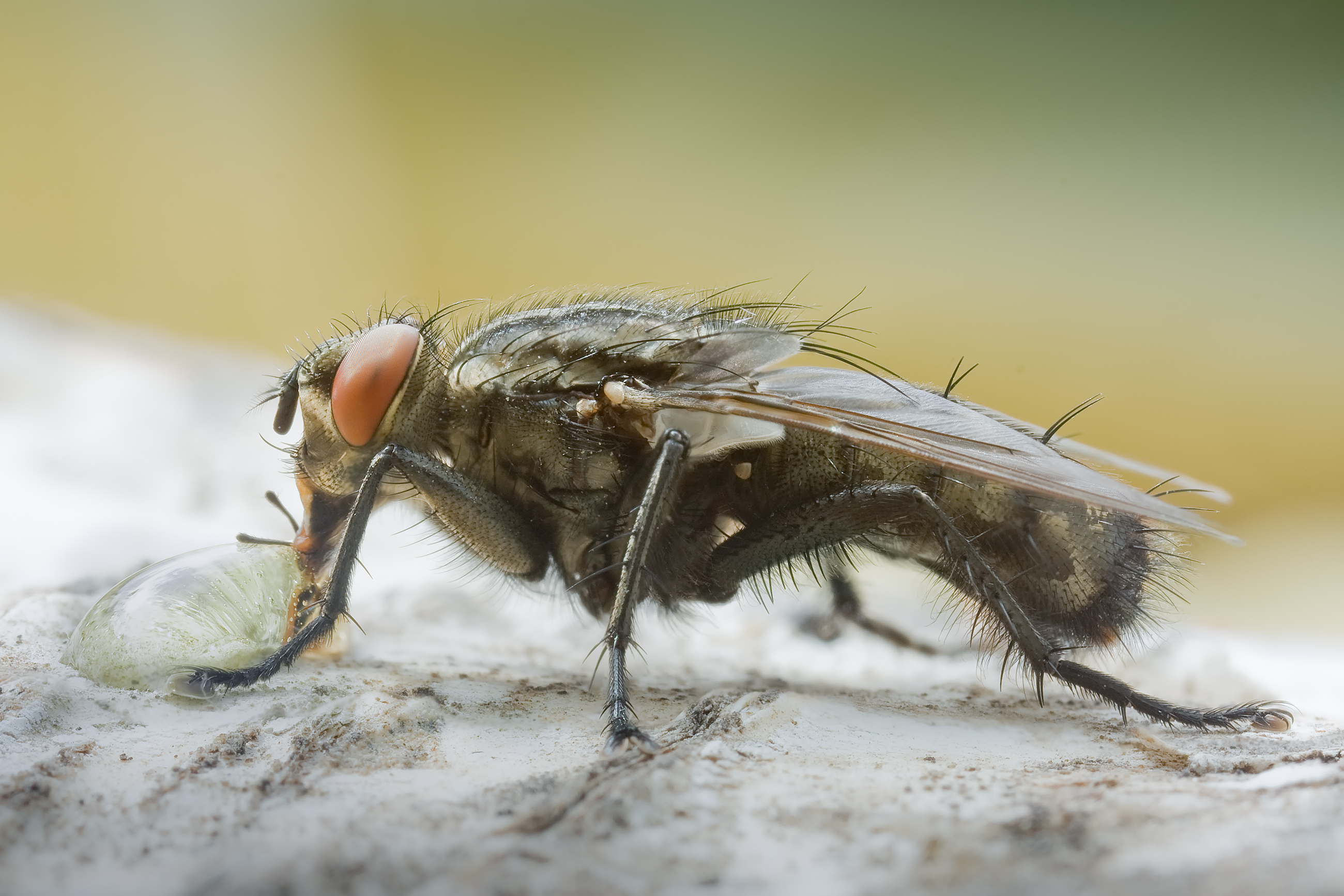 Sarcophaga sp male
