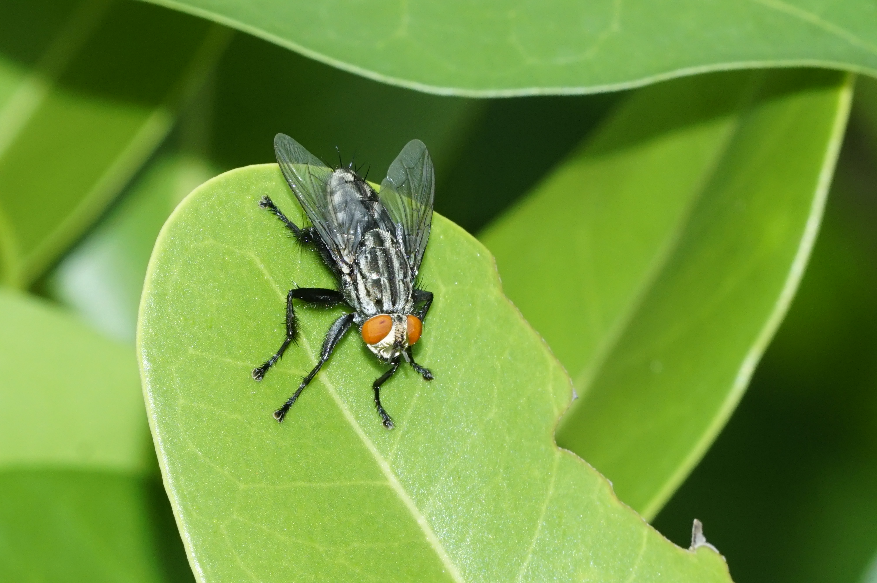 Sarcophagidae 6369