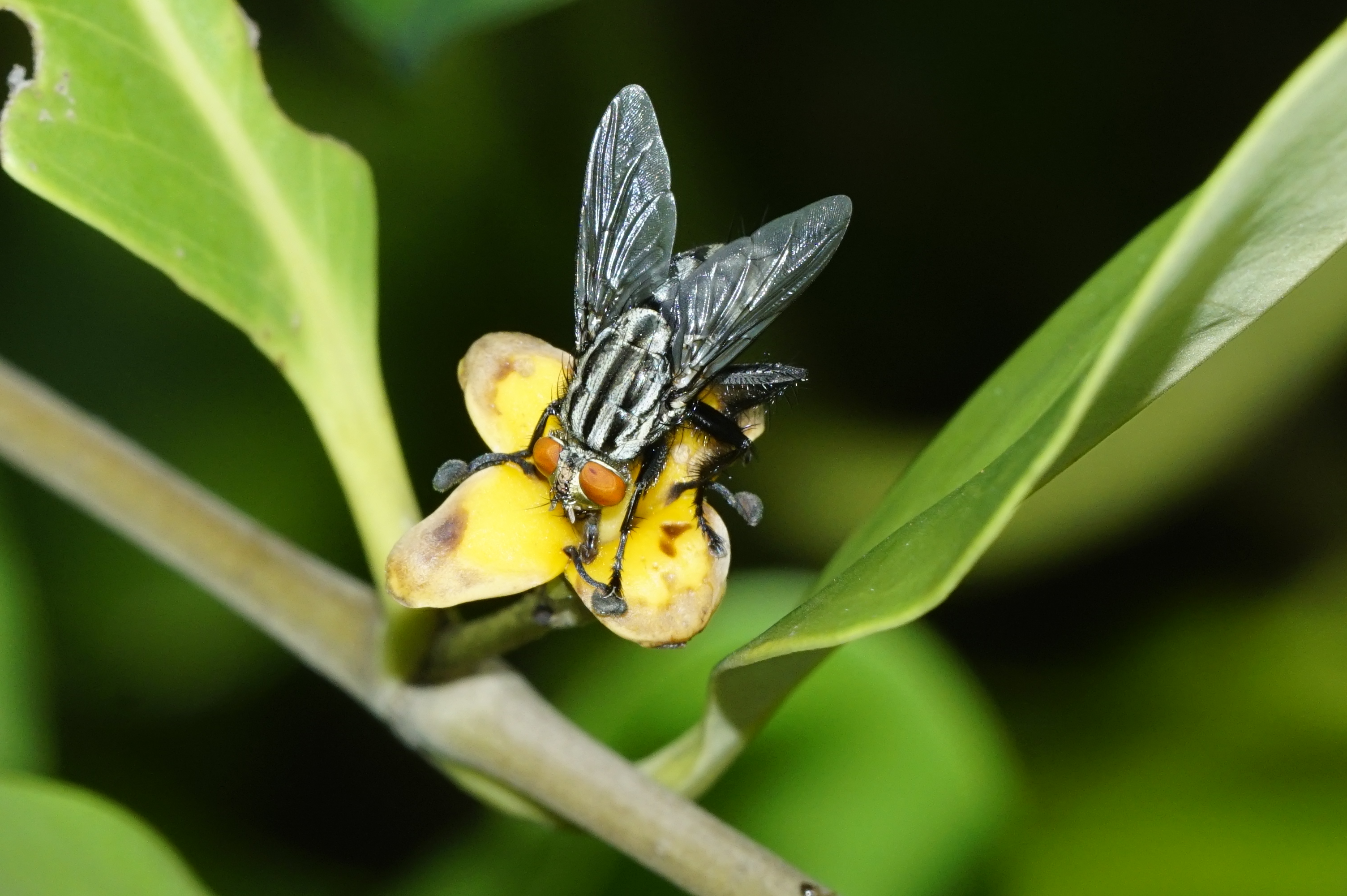 Sarcophagidae 6373