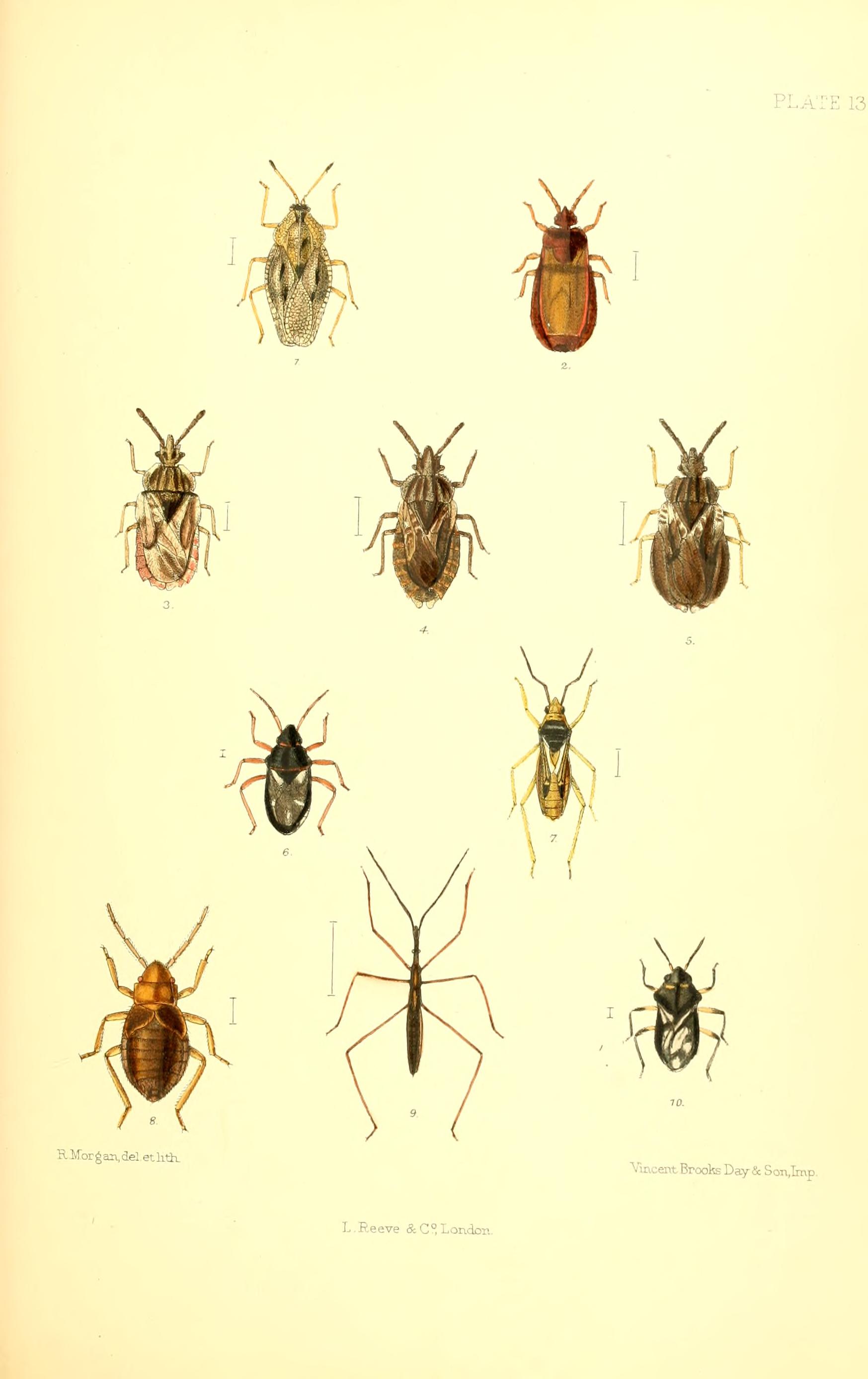SaundersHemipteraHeteropteraBritishIslandsPlate13