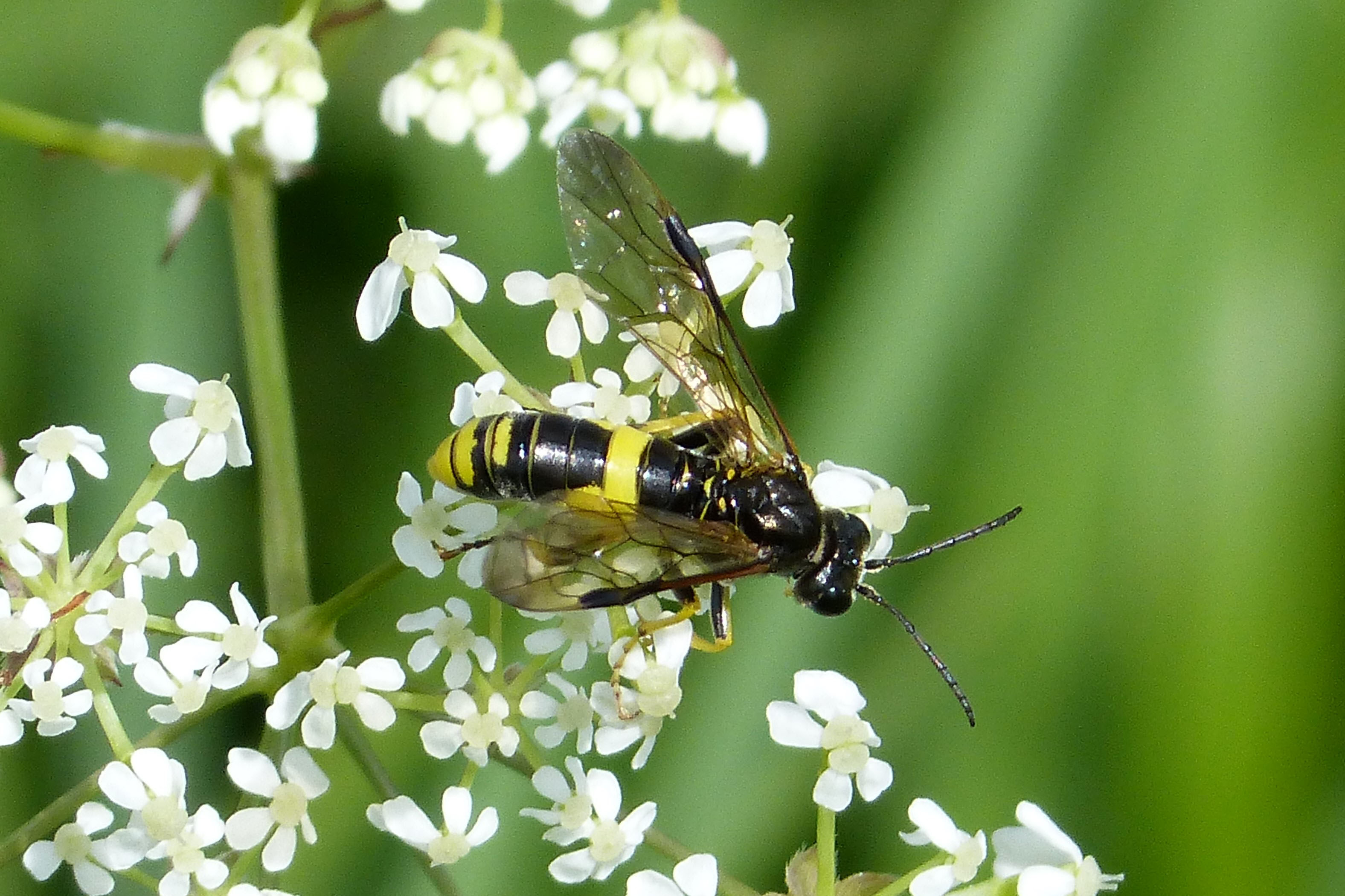 Sawfly, Tenthredo temula (34864998302)