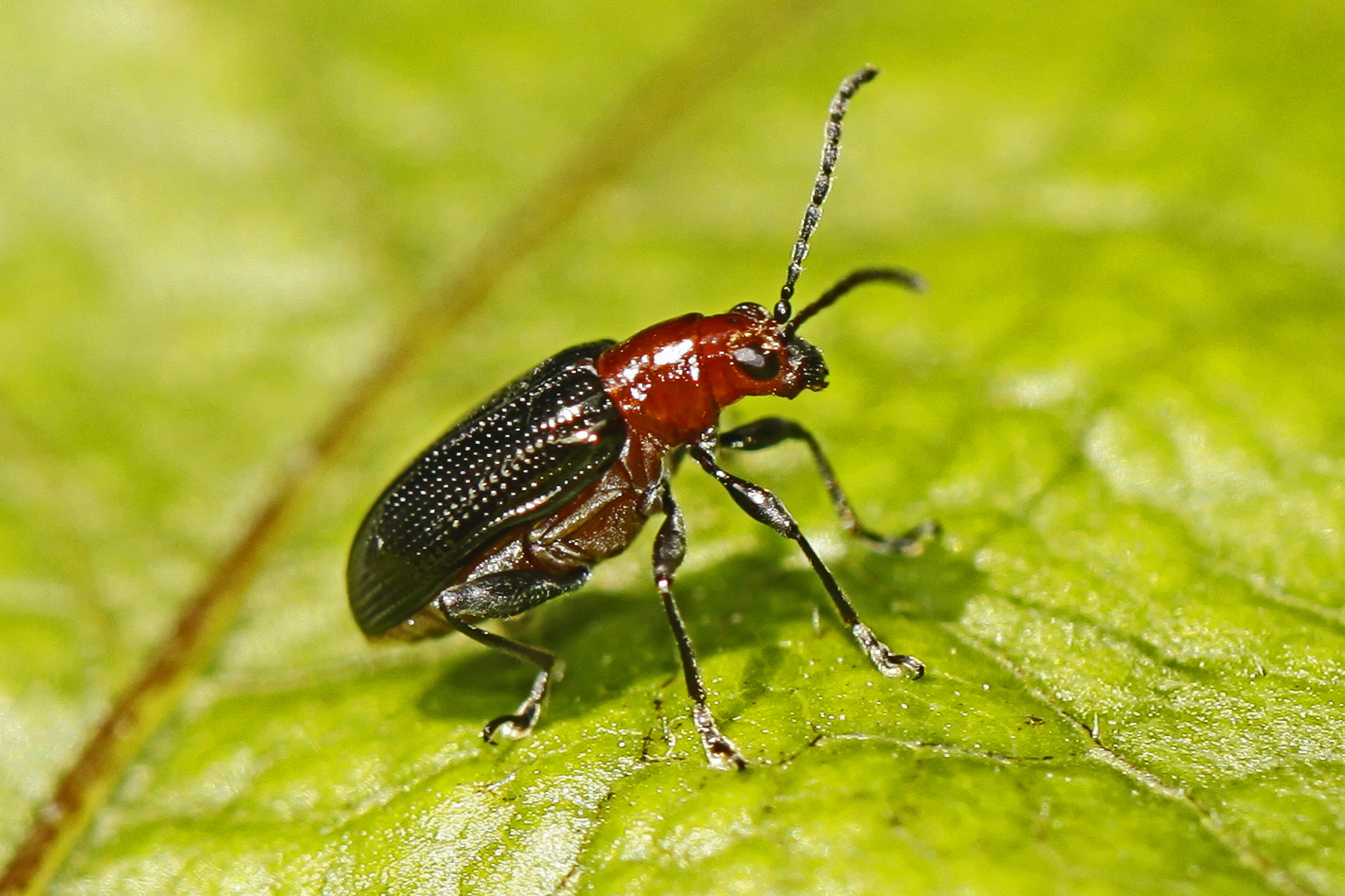 Says Oulema Leaf Beetle - Oulema sayi - Woodbridge, Va