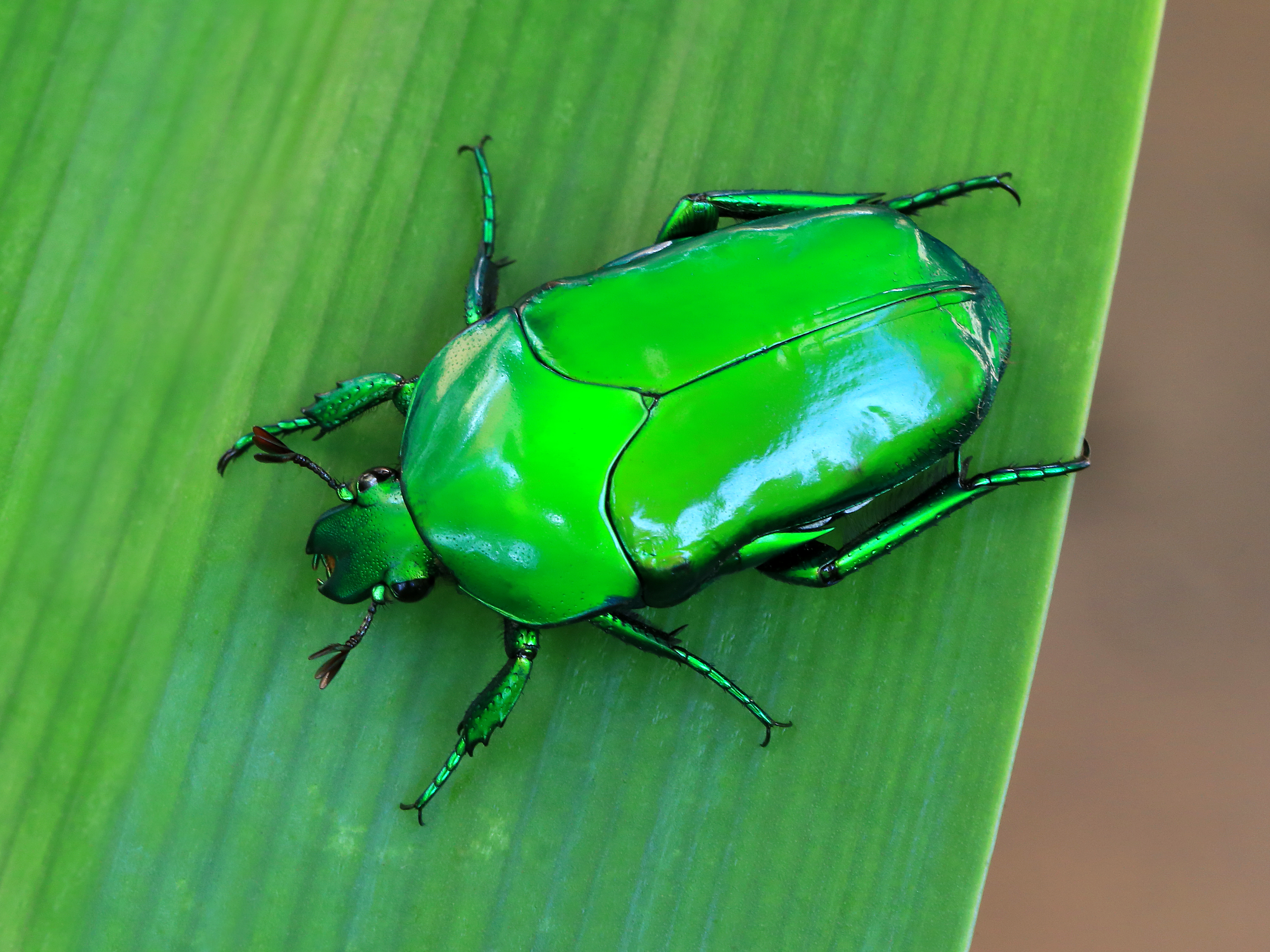 Scarab beetle 3171-v2