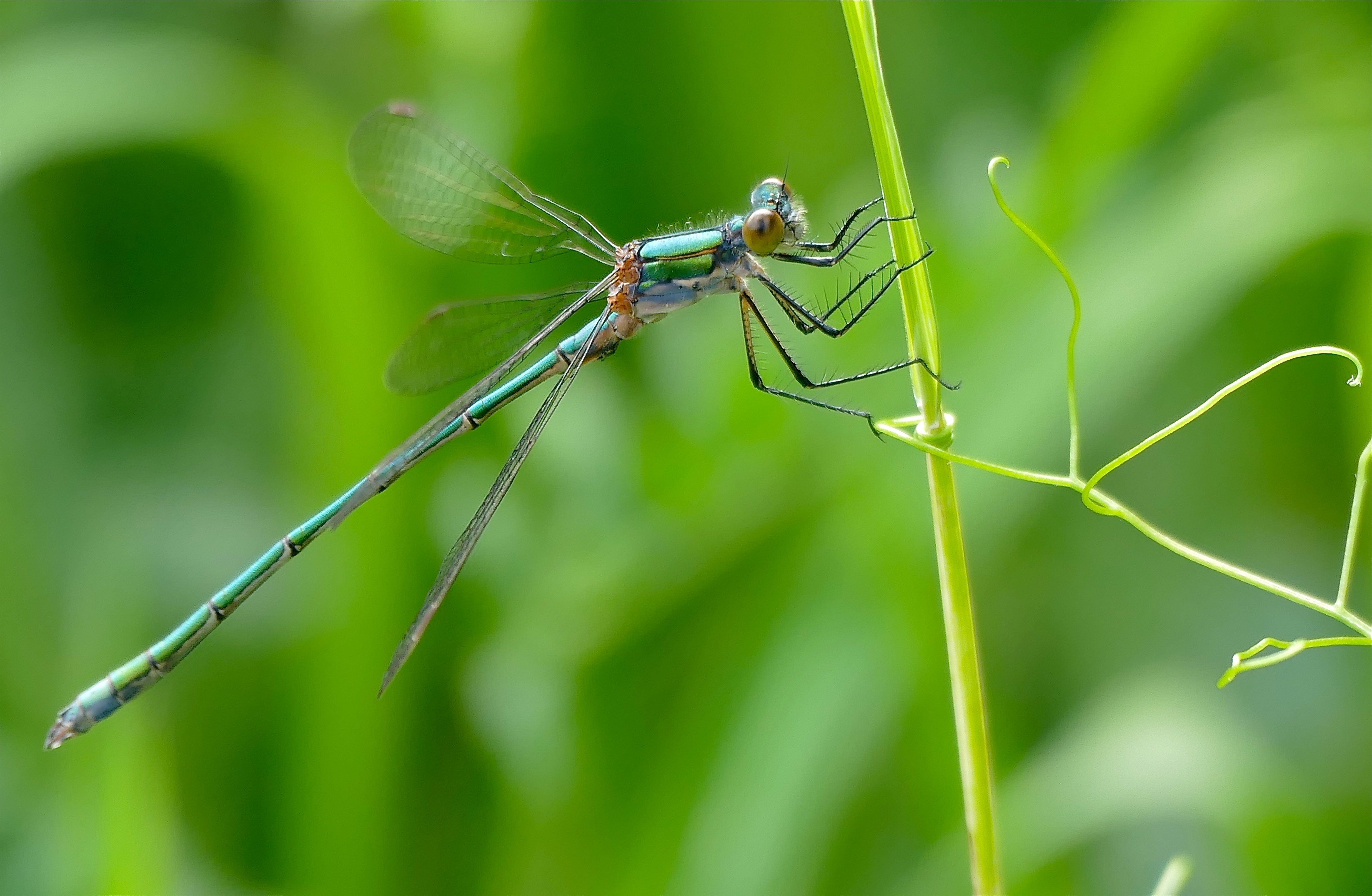 Scarce Emerald Damselfly (Lestes dryas) female (34515365954)