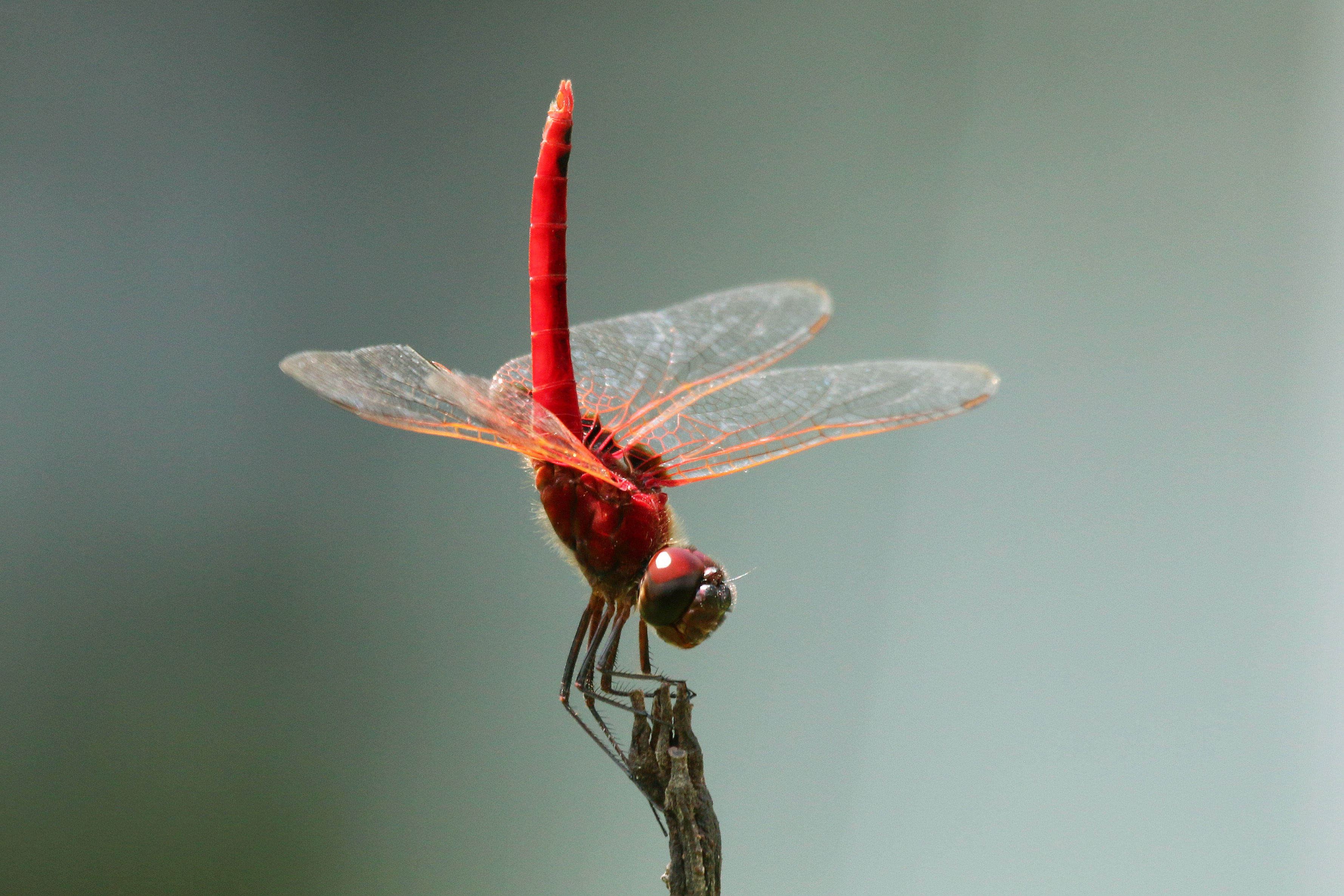 Scarlet basker (Urothemis signata insignata) male