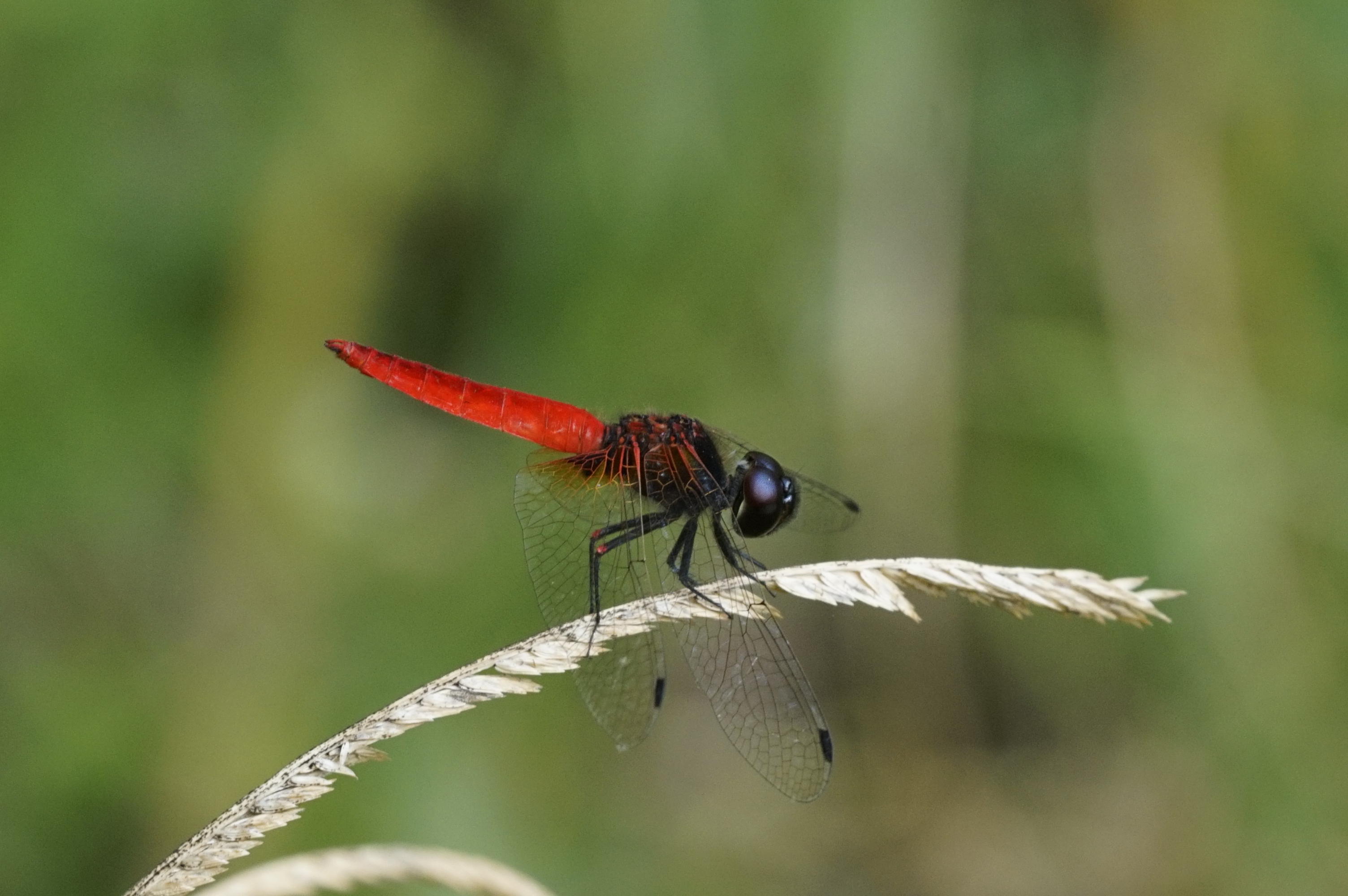 Scarlet marsh hawk 3962