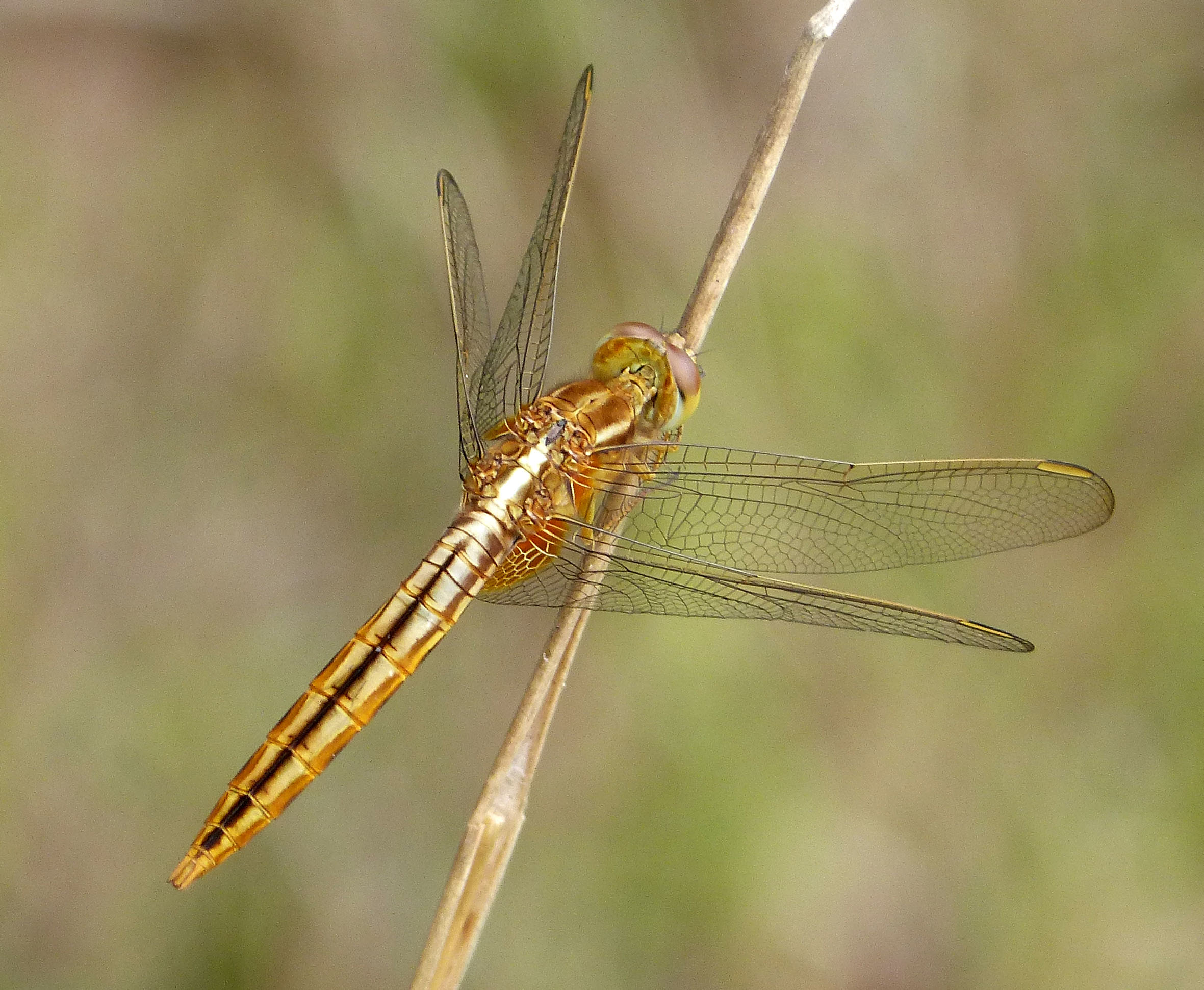 Scarlet Skimmer. Crocothemis servilia.Female. Libellulidae - Flickr - gailhampshire