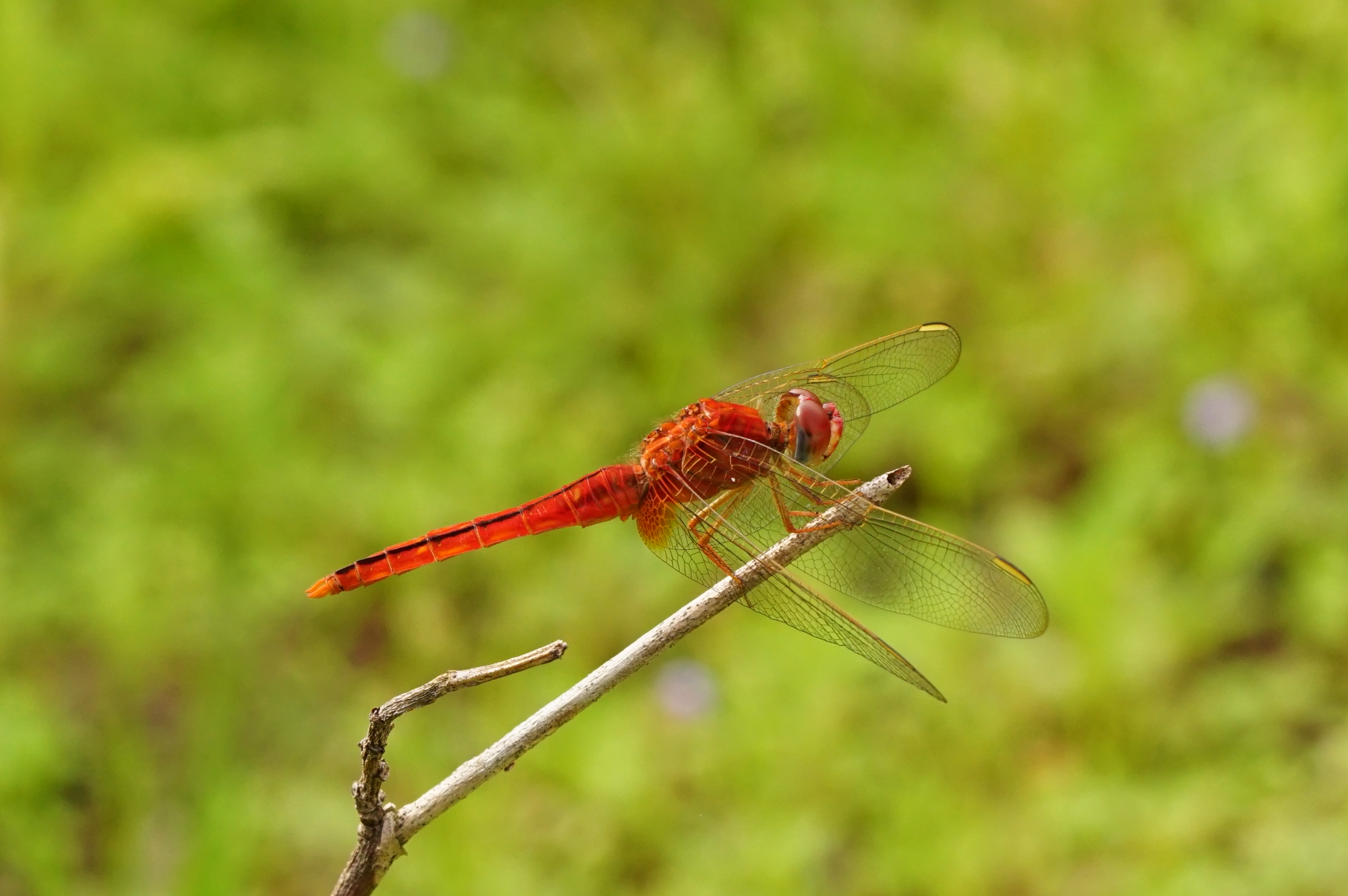 Scarlet skimmer 09239