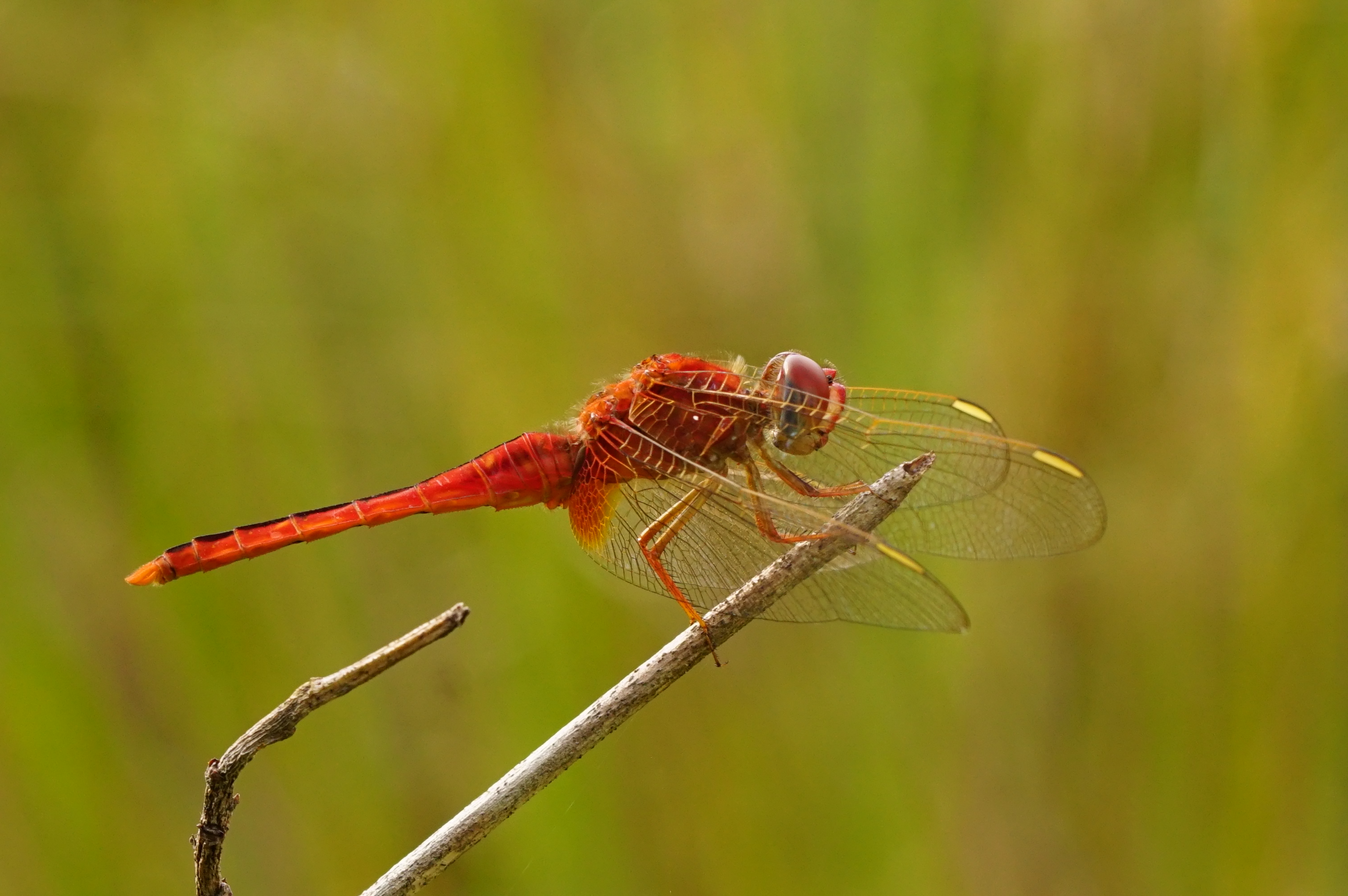Scarlet skimmer 09245