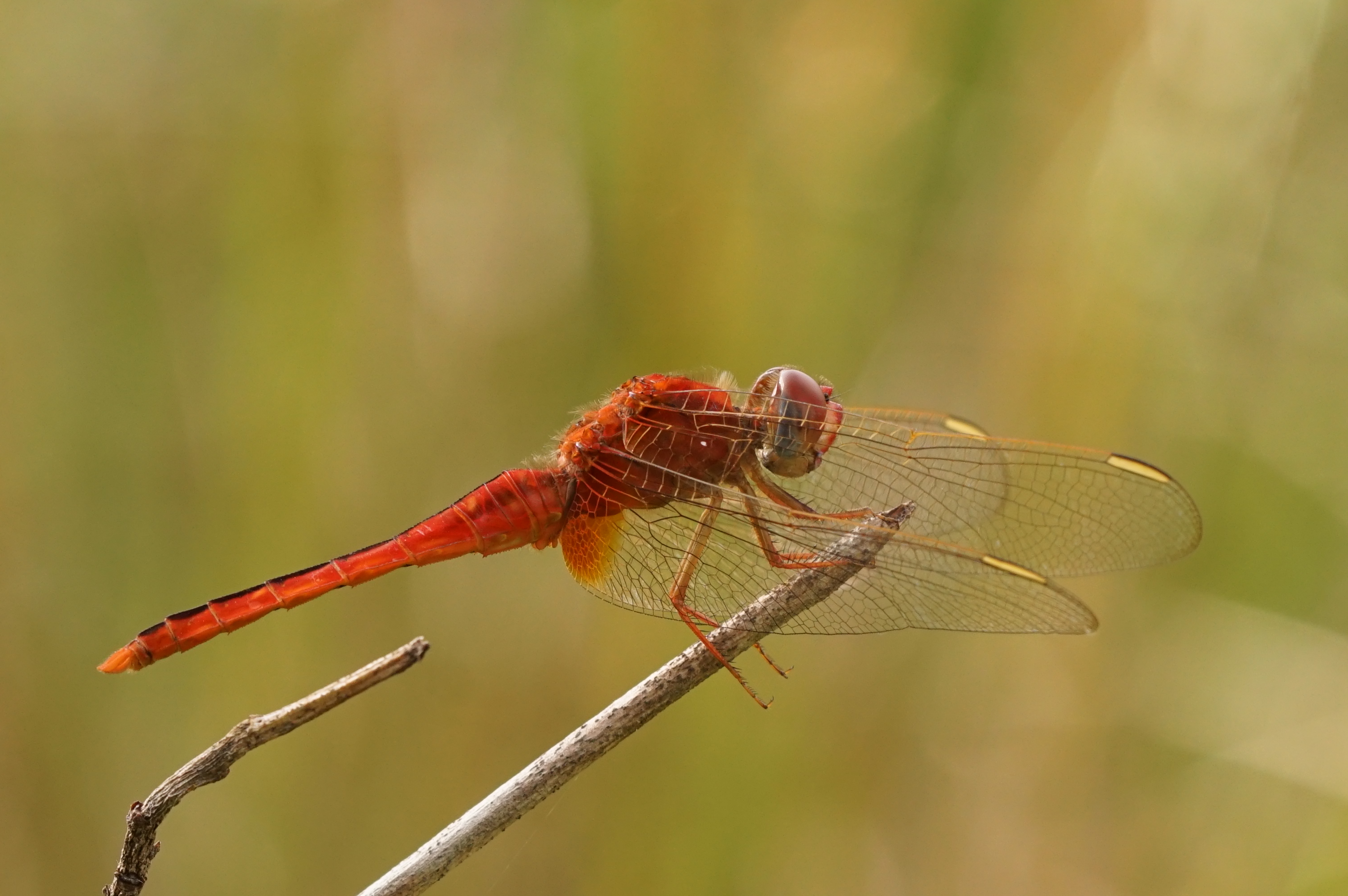 Scarlet skimmer 09269