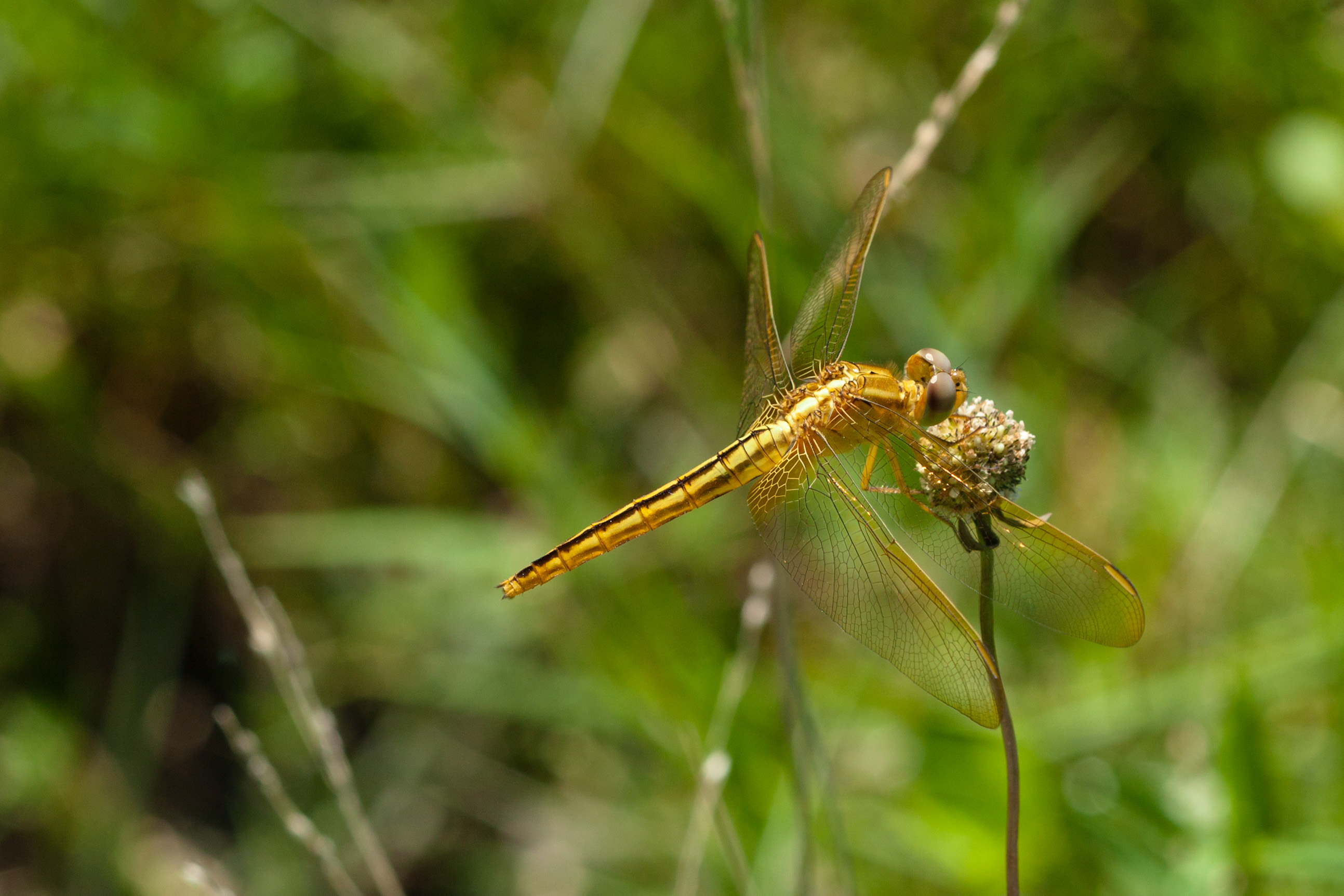 Scarlet skimmer (25111843473)