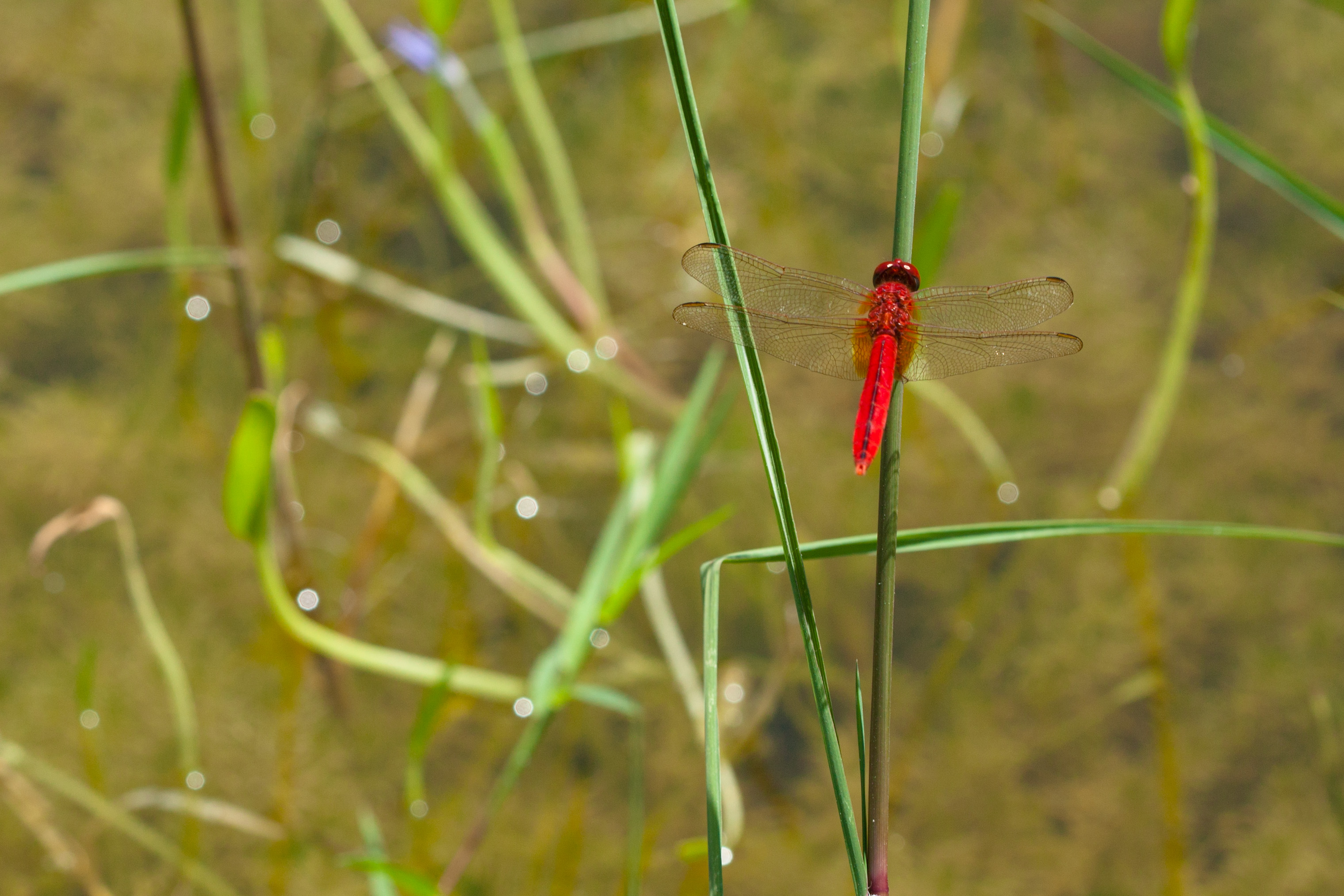 Scarlet skimmer (25712413486)