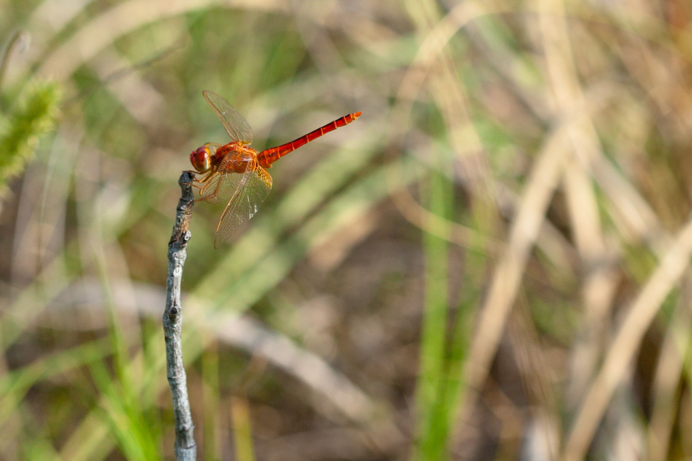 Scarlet skimmer (25713741596)