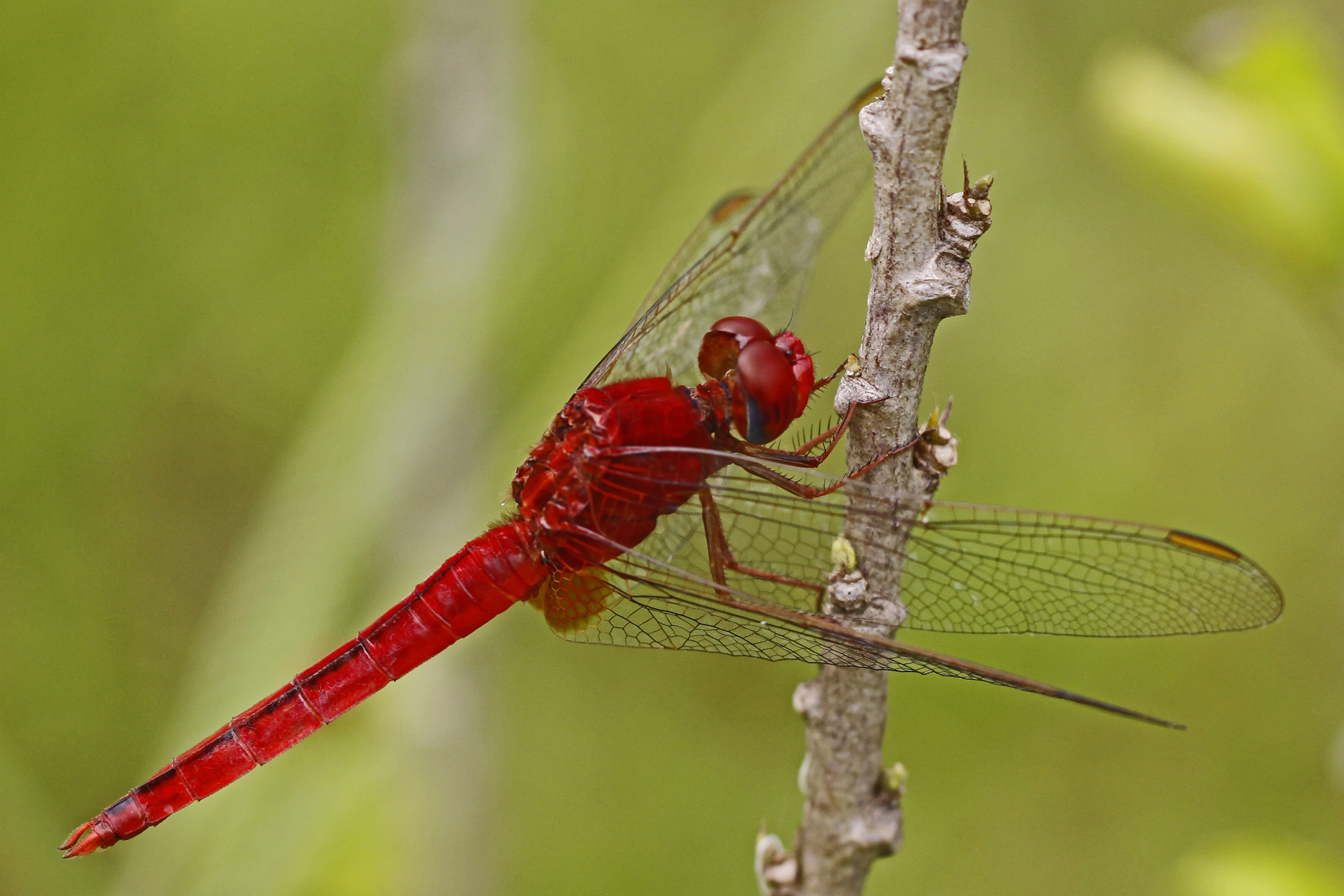 Scarlet Skimmer - Crocothemis servilia - Siem Reap, Cambodia - 6109050284