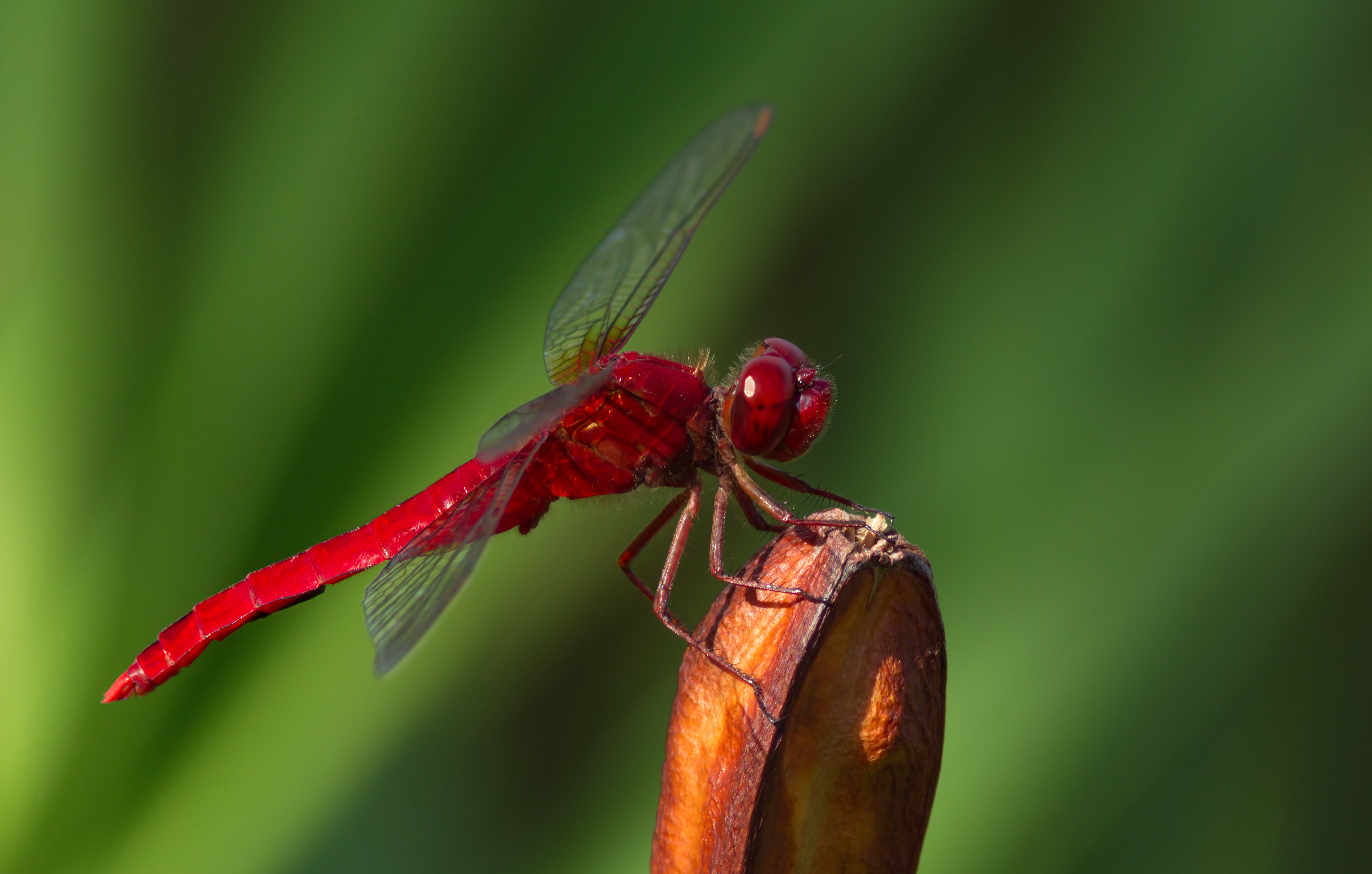 Scarlet skimmer, Keitakuen, Osaka II