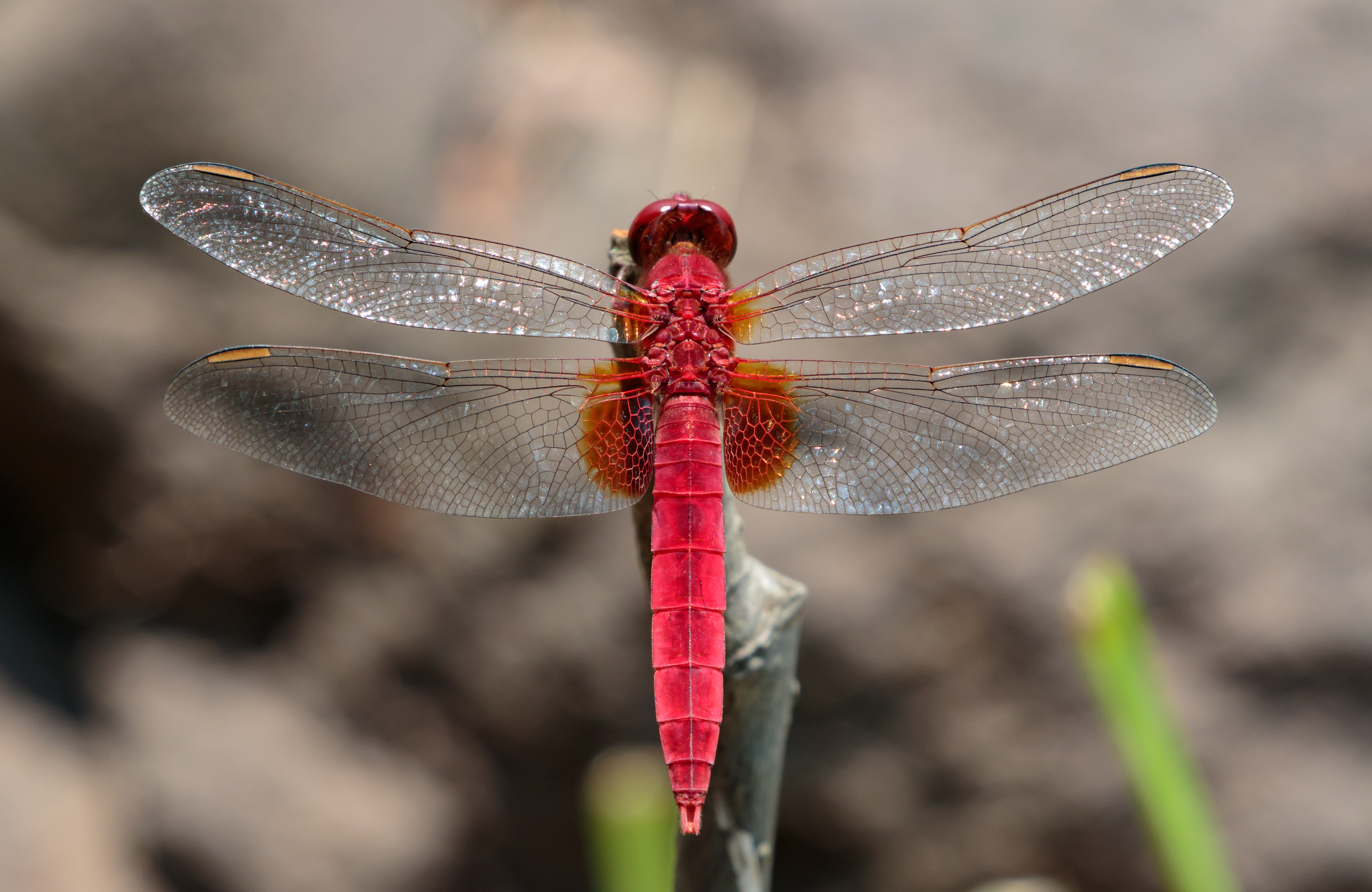 Scarlet skimmer at Keitakuen in Osaka, June, 2016