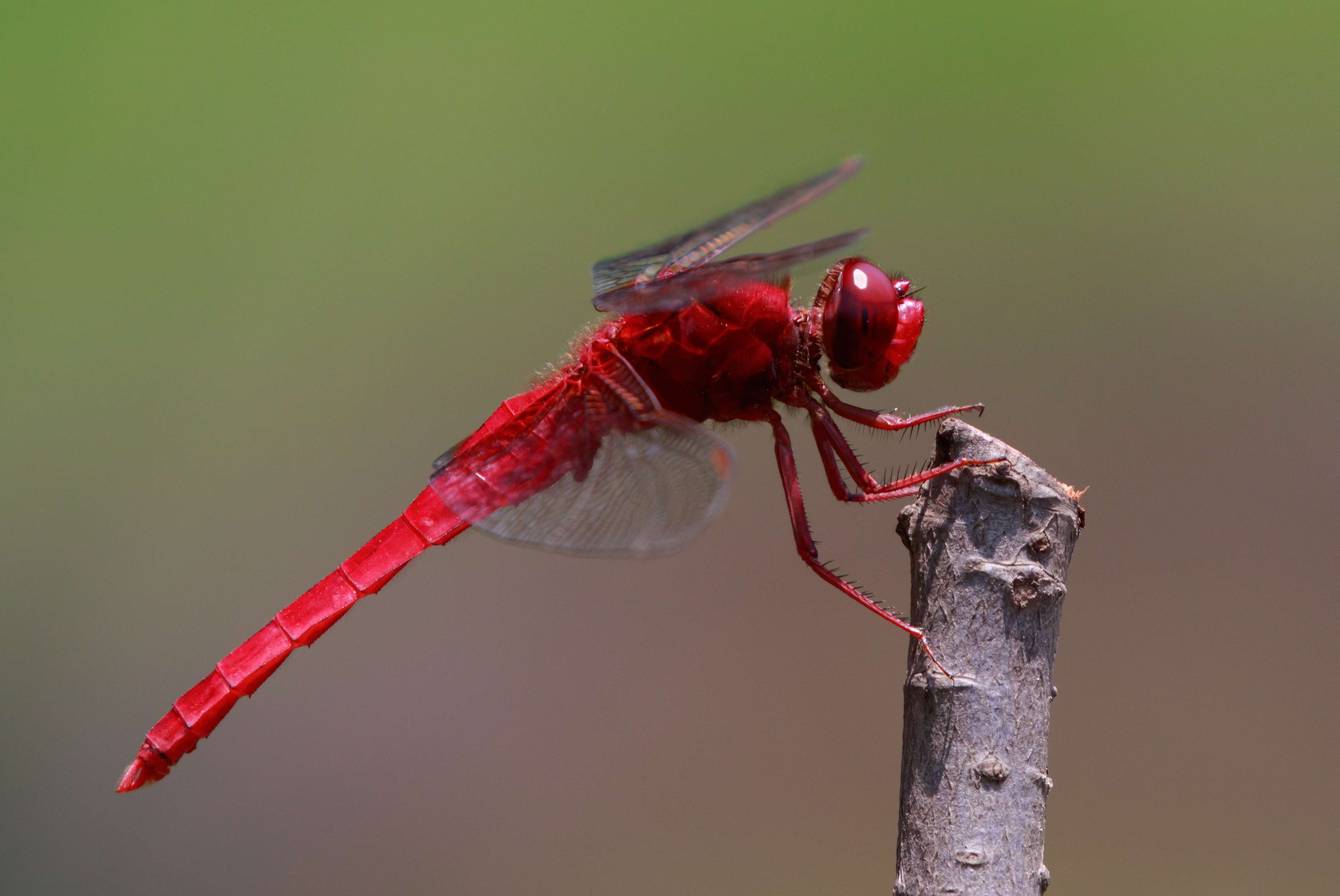 Scarlet skimmer at Keitakuen in Osaka, June, 2016 III