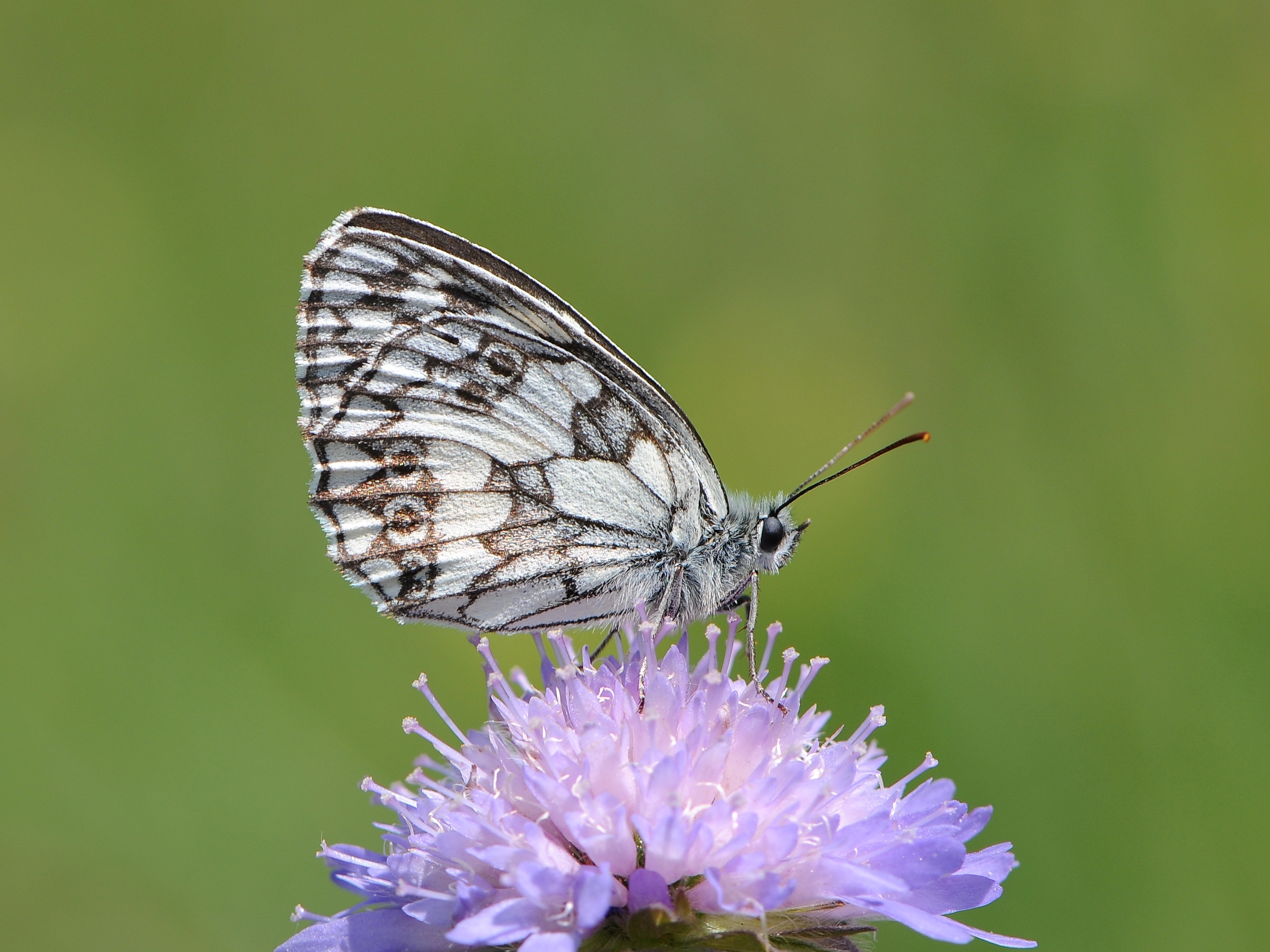 Schachbrett Melanargia galathea 5a
