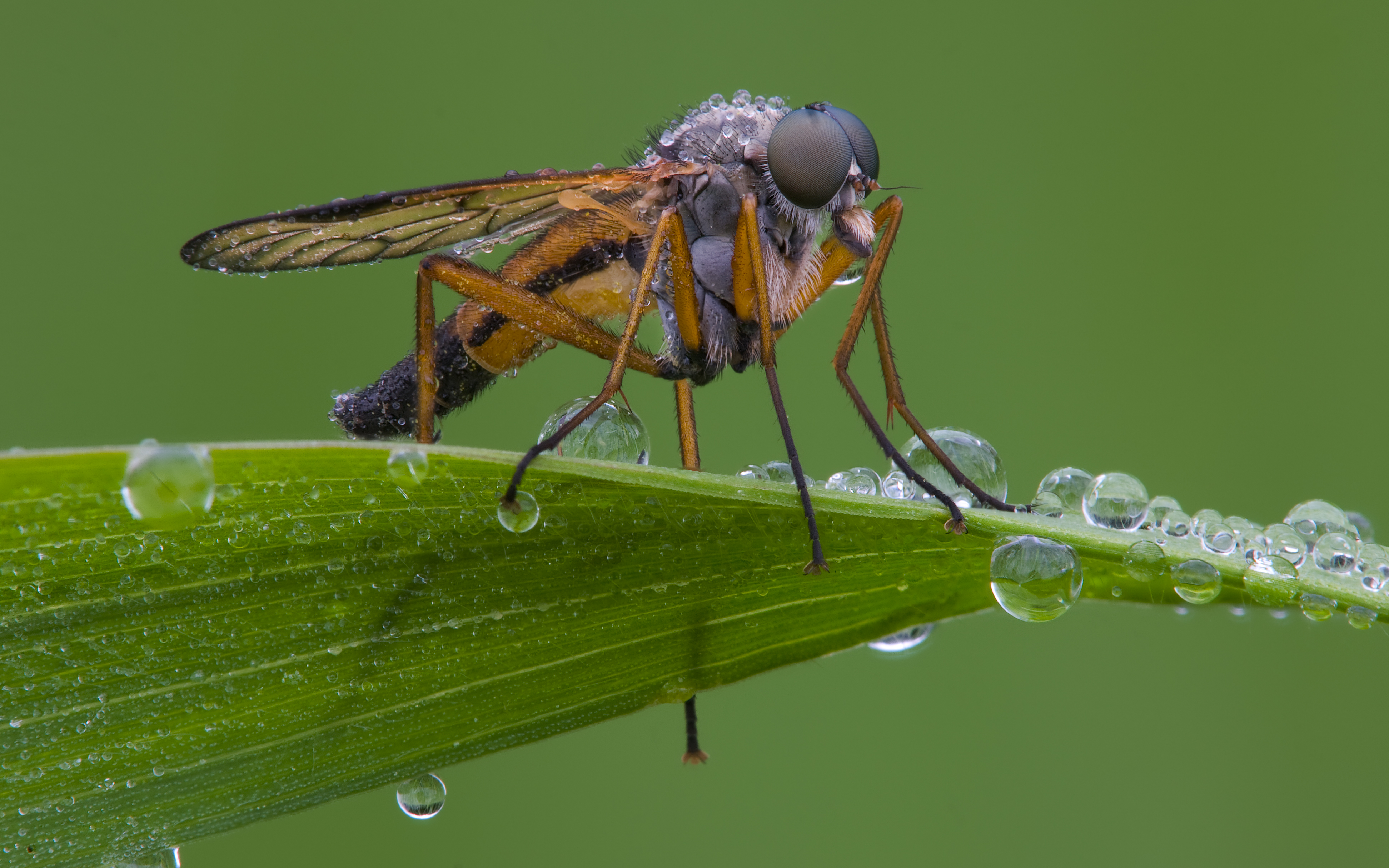 Schnepfenfliege Rhagio scolopaceus2