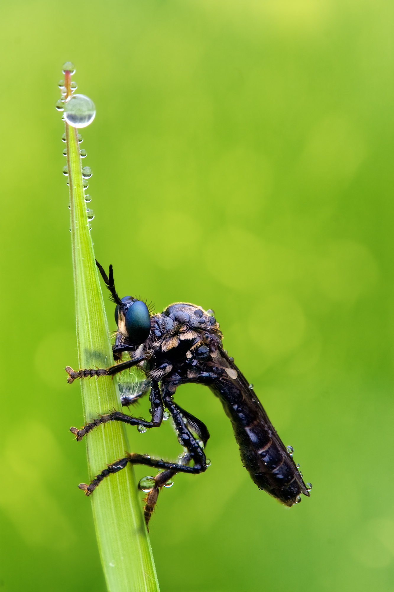 Schwarze Habichtsfliege Dioctria atricapilla