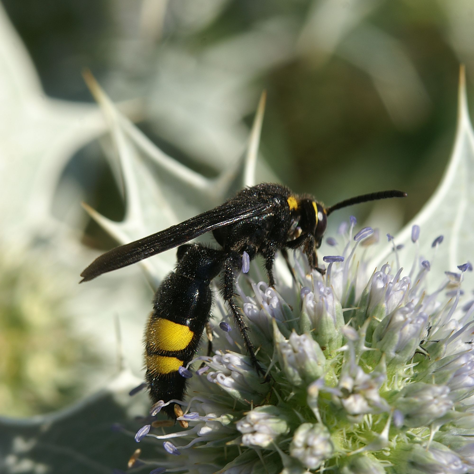 Scolia hirta